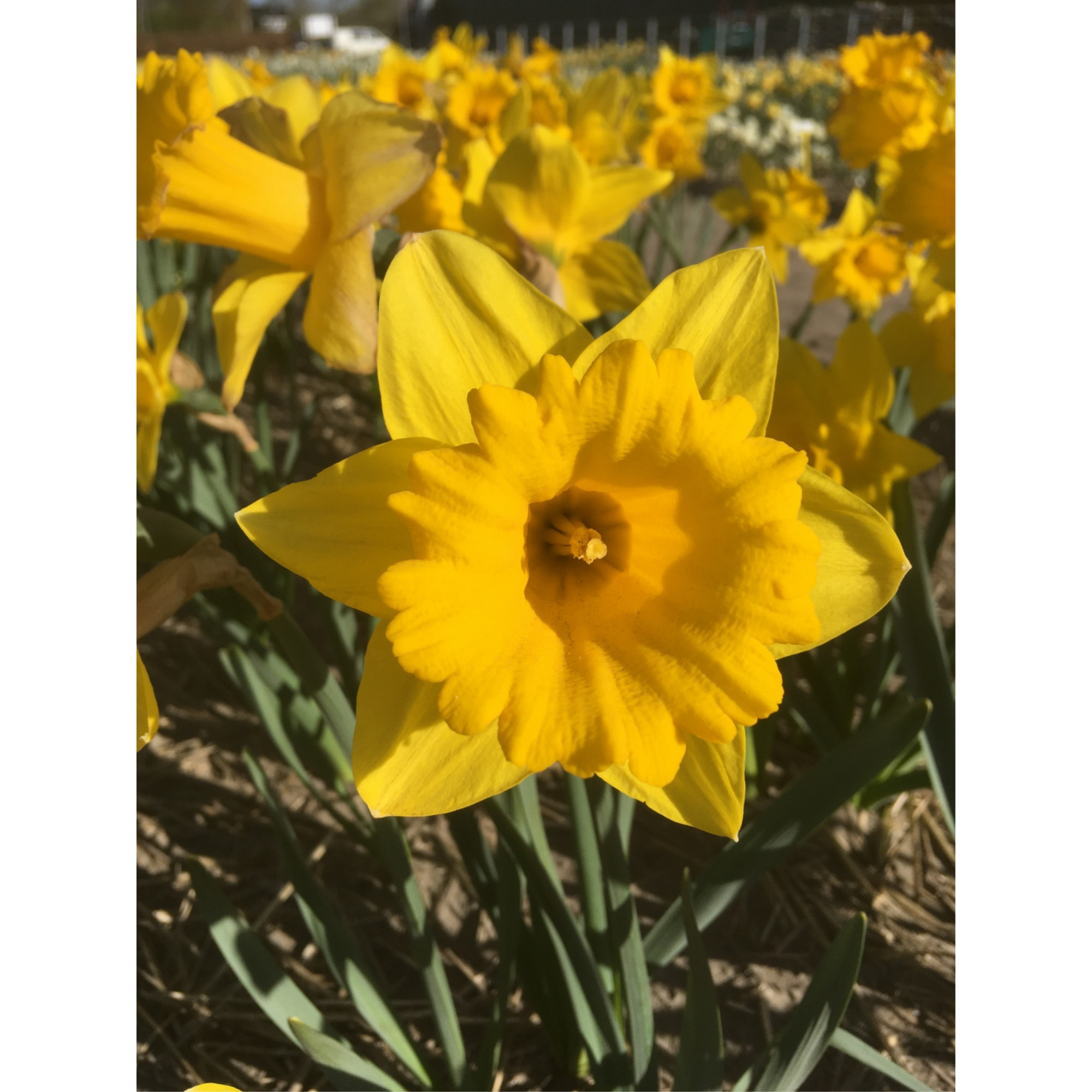 Garden Elements Spring Blooming Bulbs – Narcissus Marieke Daffodil, Yellow – 5 Pack