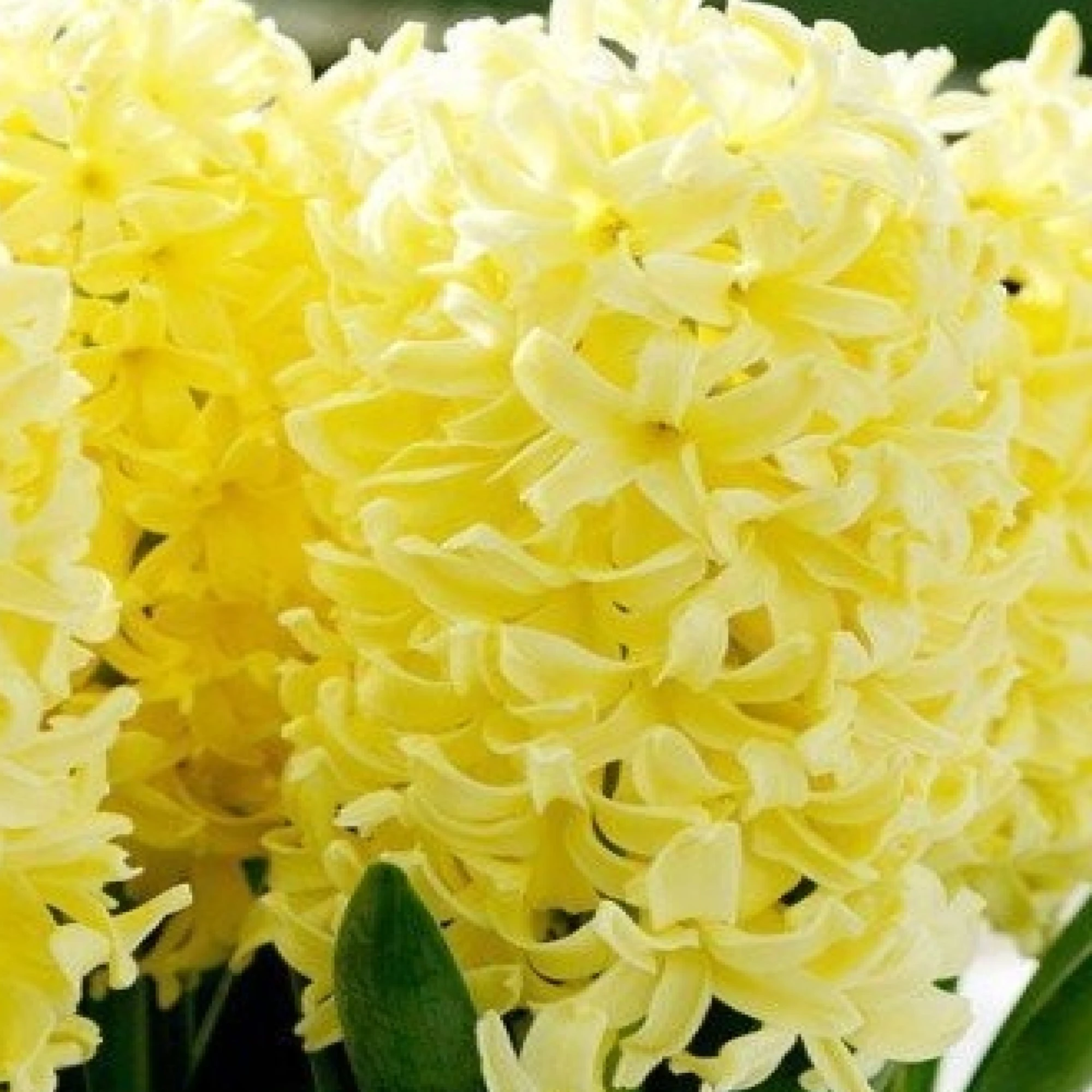 Garden Elements Yellow Queen Hyacinth Live Flower Bulbs 10 Pack