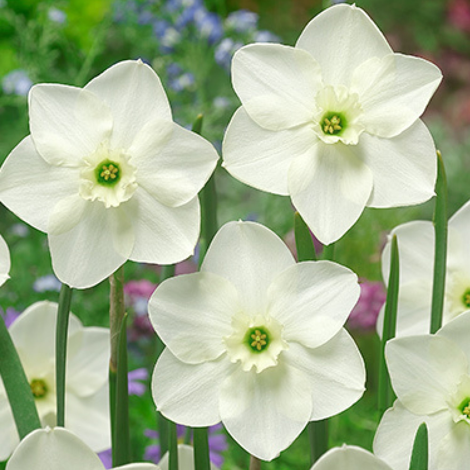 Garden Elements Live Flower Bulb, Green Eyes Narcissus, 5 Pack