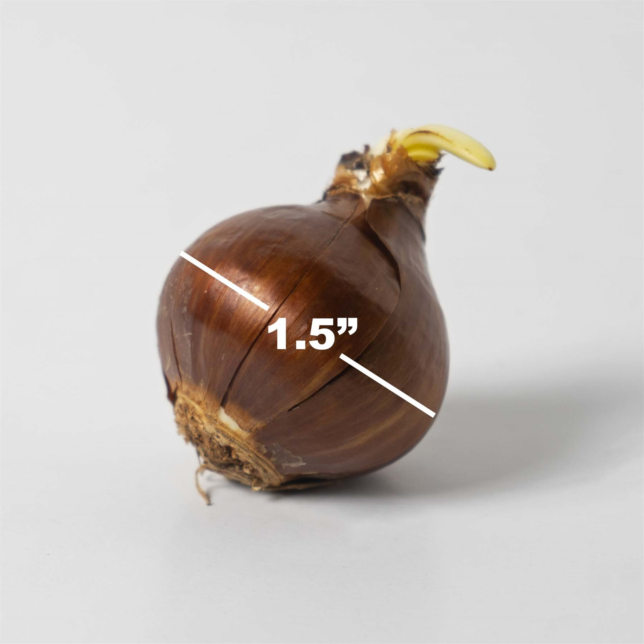 Garden Elements Indoor Blooming Bulbs – Paperwhite Ziva, White – 30 Pack