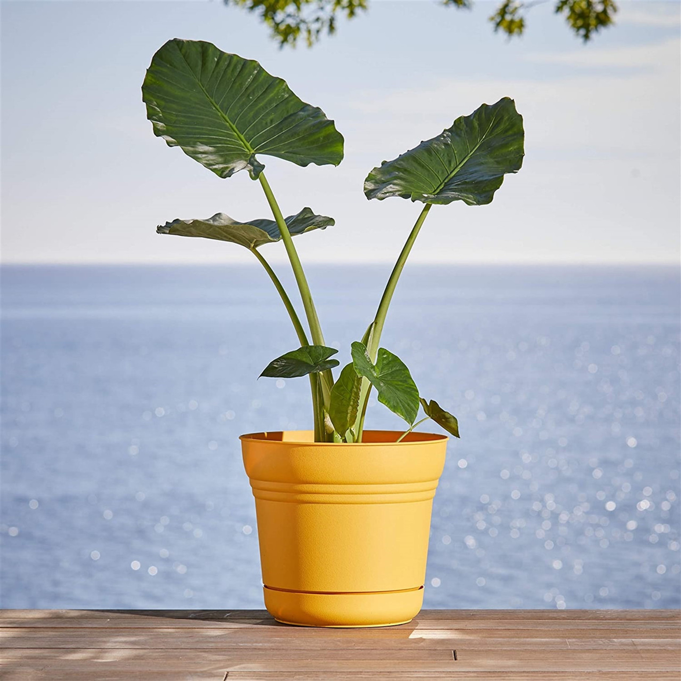 Bloem Saturn Plastic In/Outdoor Flower Pot Planter with Saucers