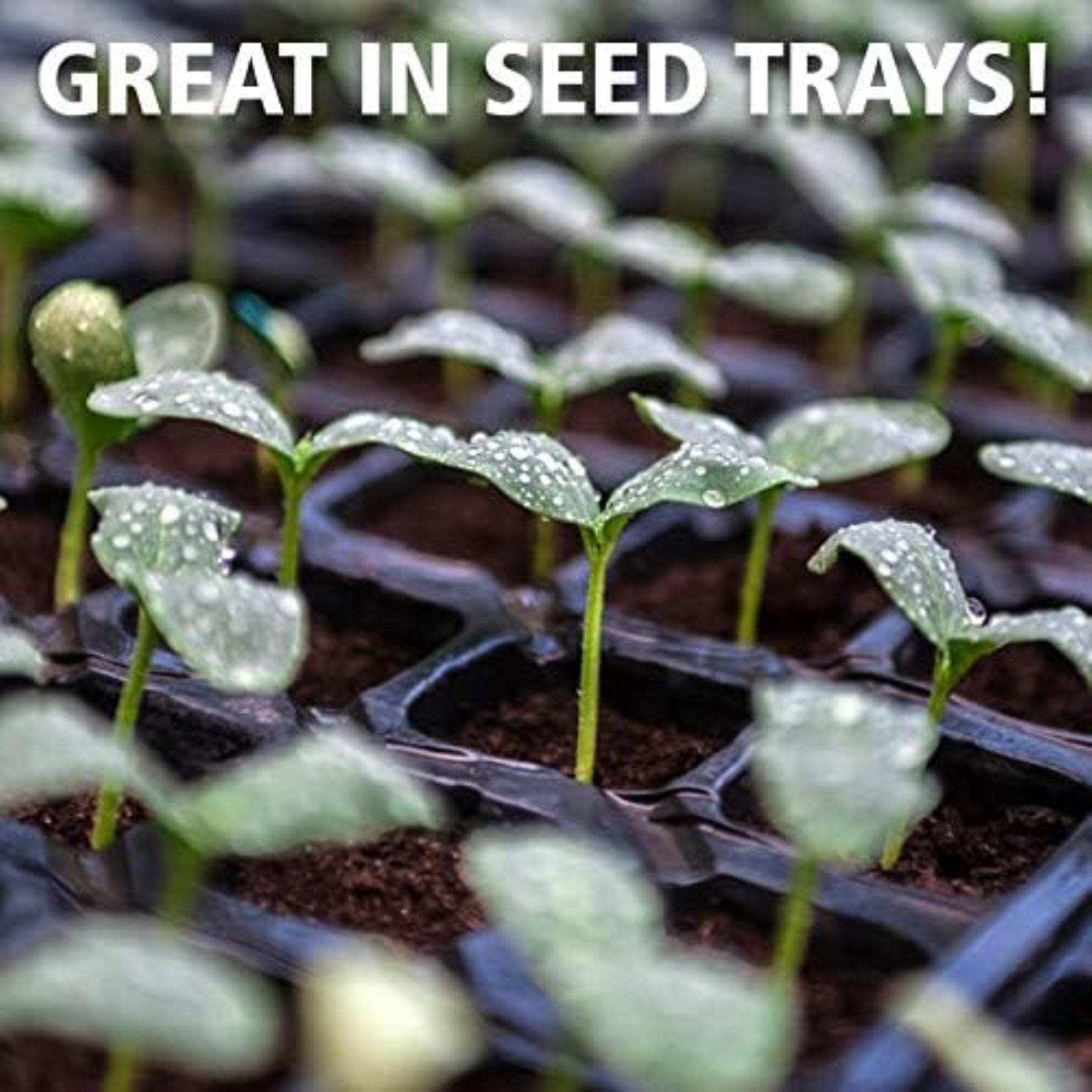 Coast of Maine Sprout Island Blend, Organic & Natural Seed Starter for Seed Germination and Rooting Plant Cuttings