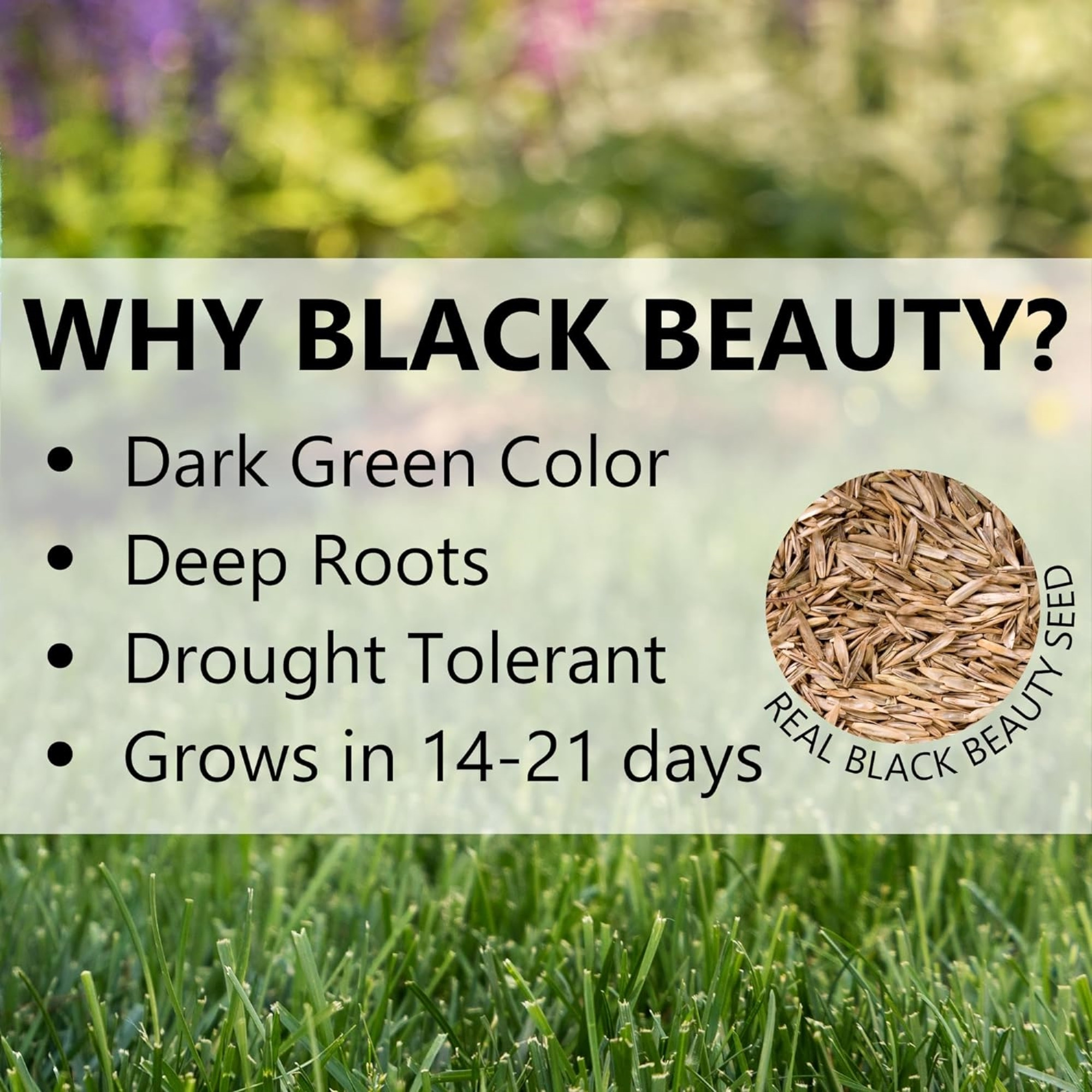 Jonathan Green Black Beauty Dense Shade Premium Grass Seed Mix