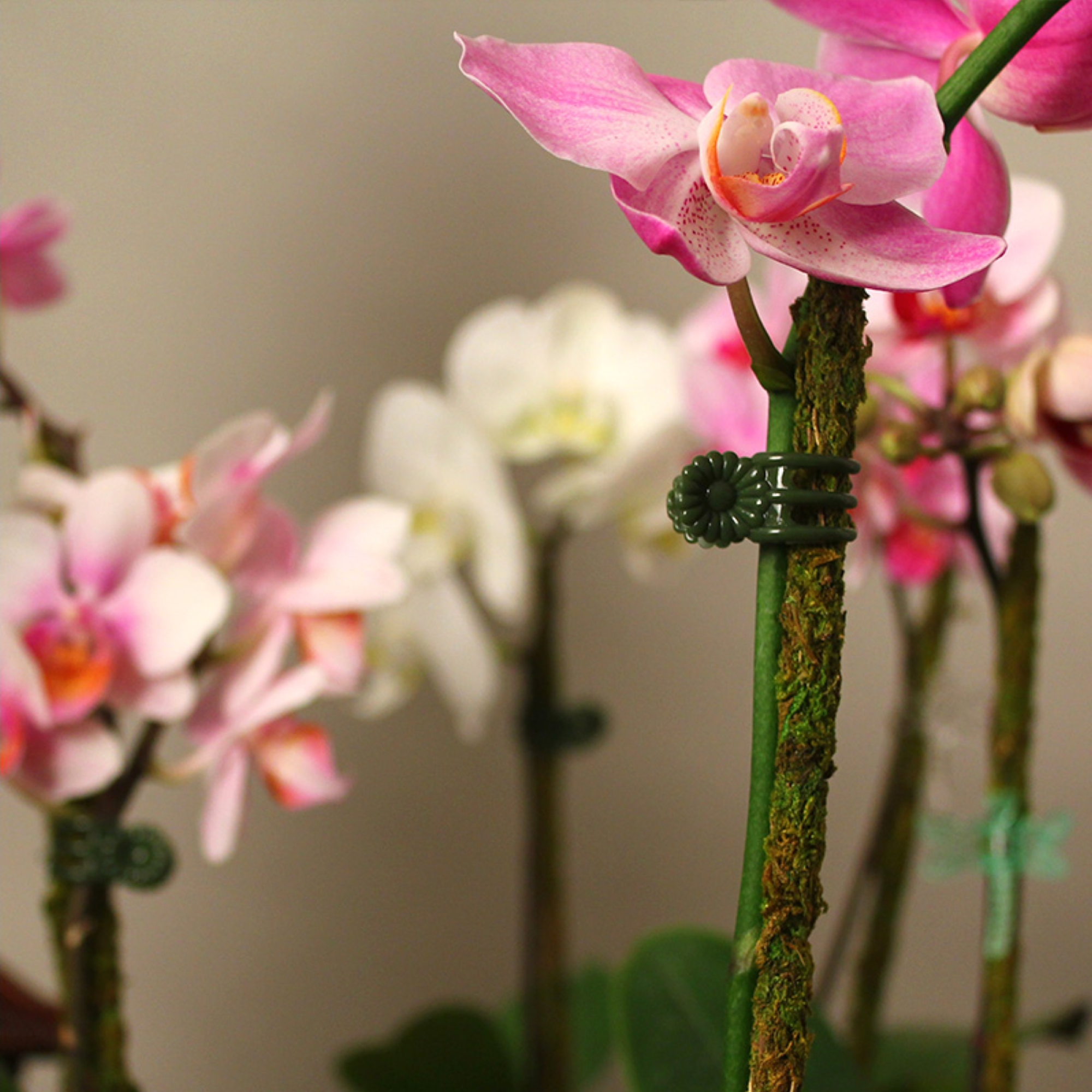 SuperMoss Daisy Orchid Clips, Green, 24 Count