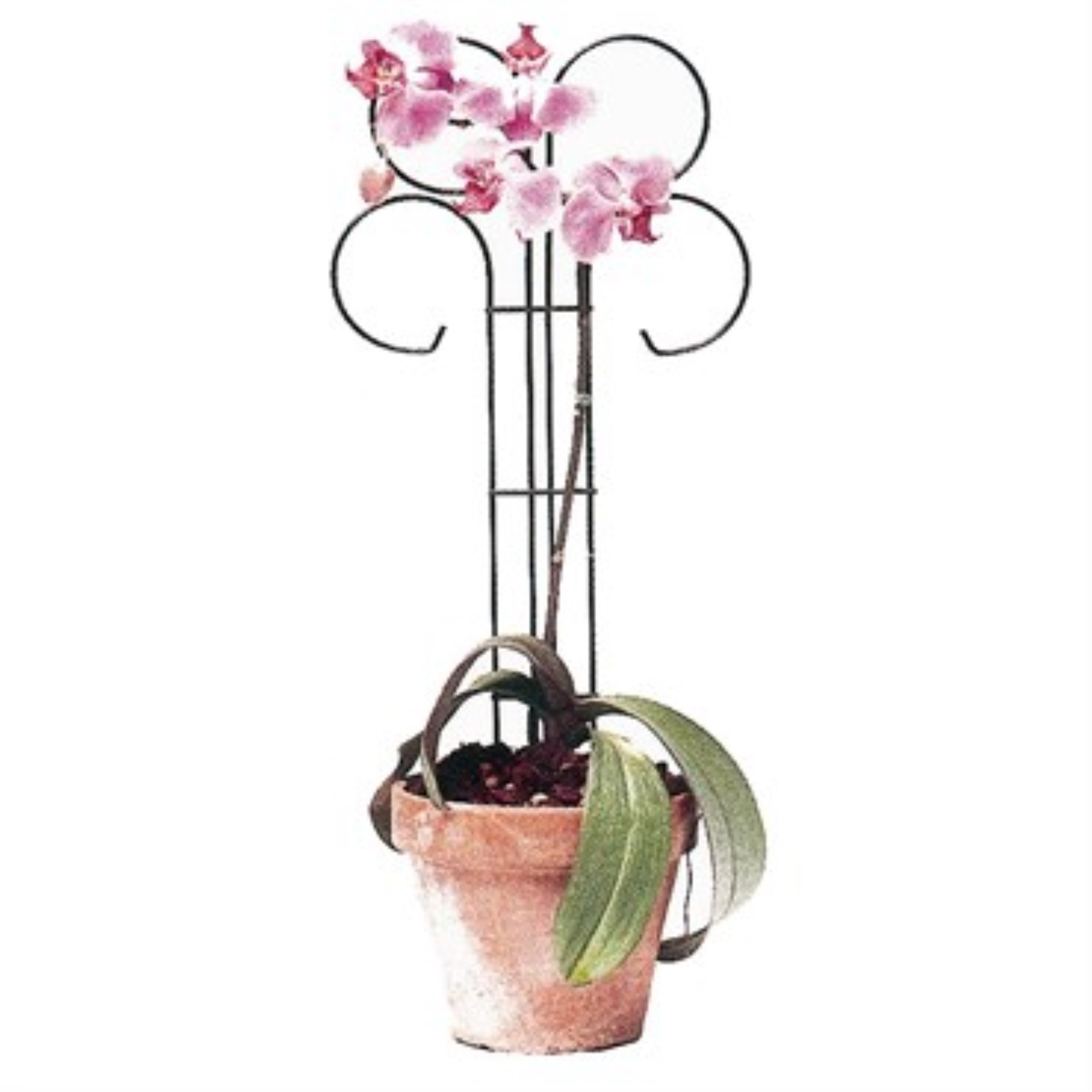 Bosmere Metal Wren Scroll Pot Support Trellis, Green 10in W x 24in H