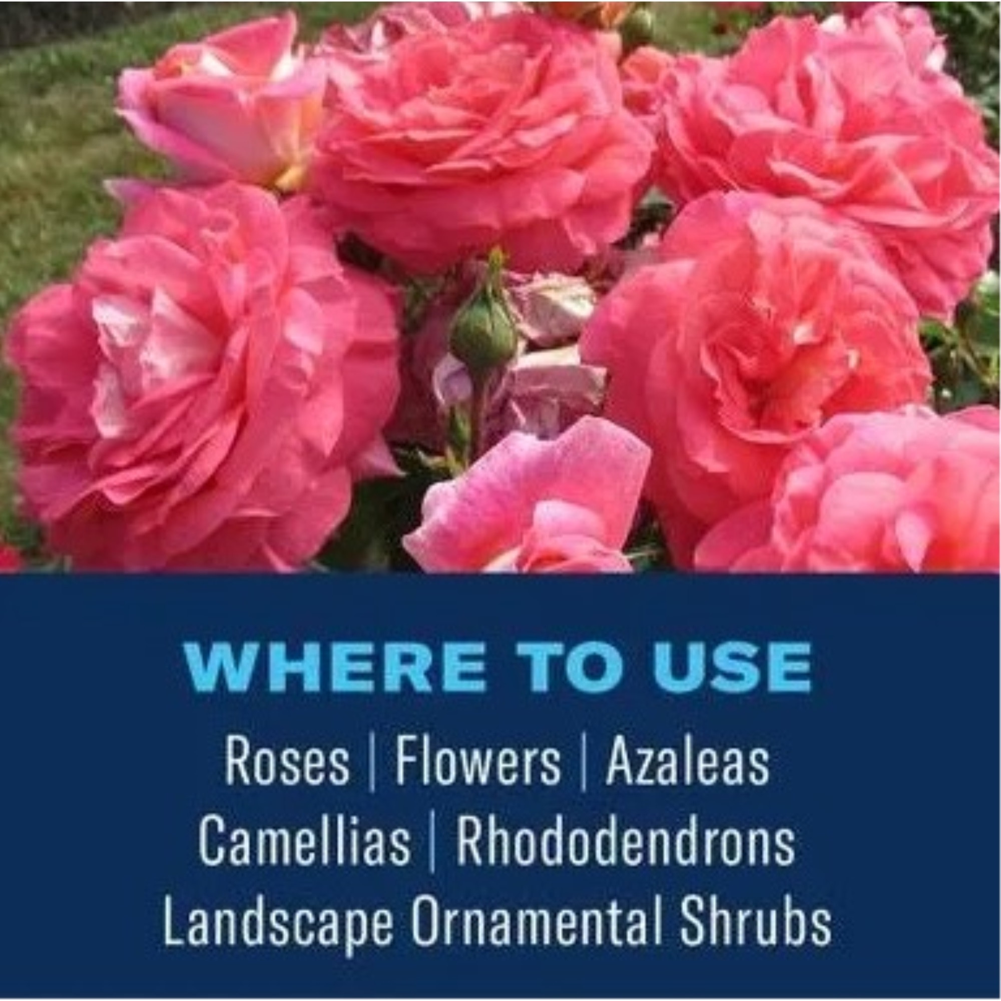 BioAdvance Shrub Care, Protect & Feed the Entire Shrub, Ready to Use Granules, 4lb