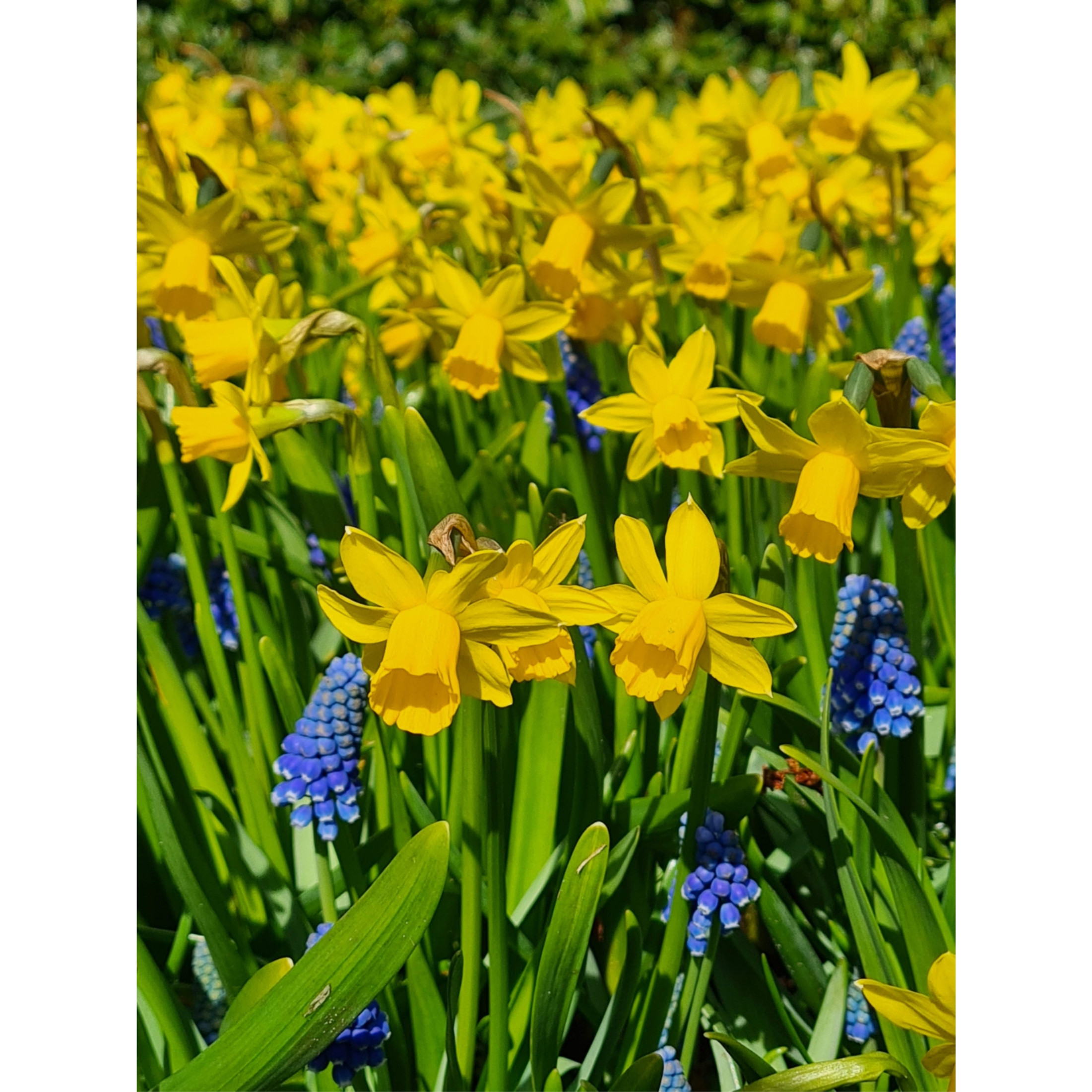 Garden Elements Spring Blooming Bulbs – Narcissus Tete a Tete Daffodil, Yellow – 10 Pack Garden Elements Spring Blooming Bulbs – Narcissus Tete a Tete Daffodil, Yellow – 10 Pack