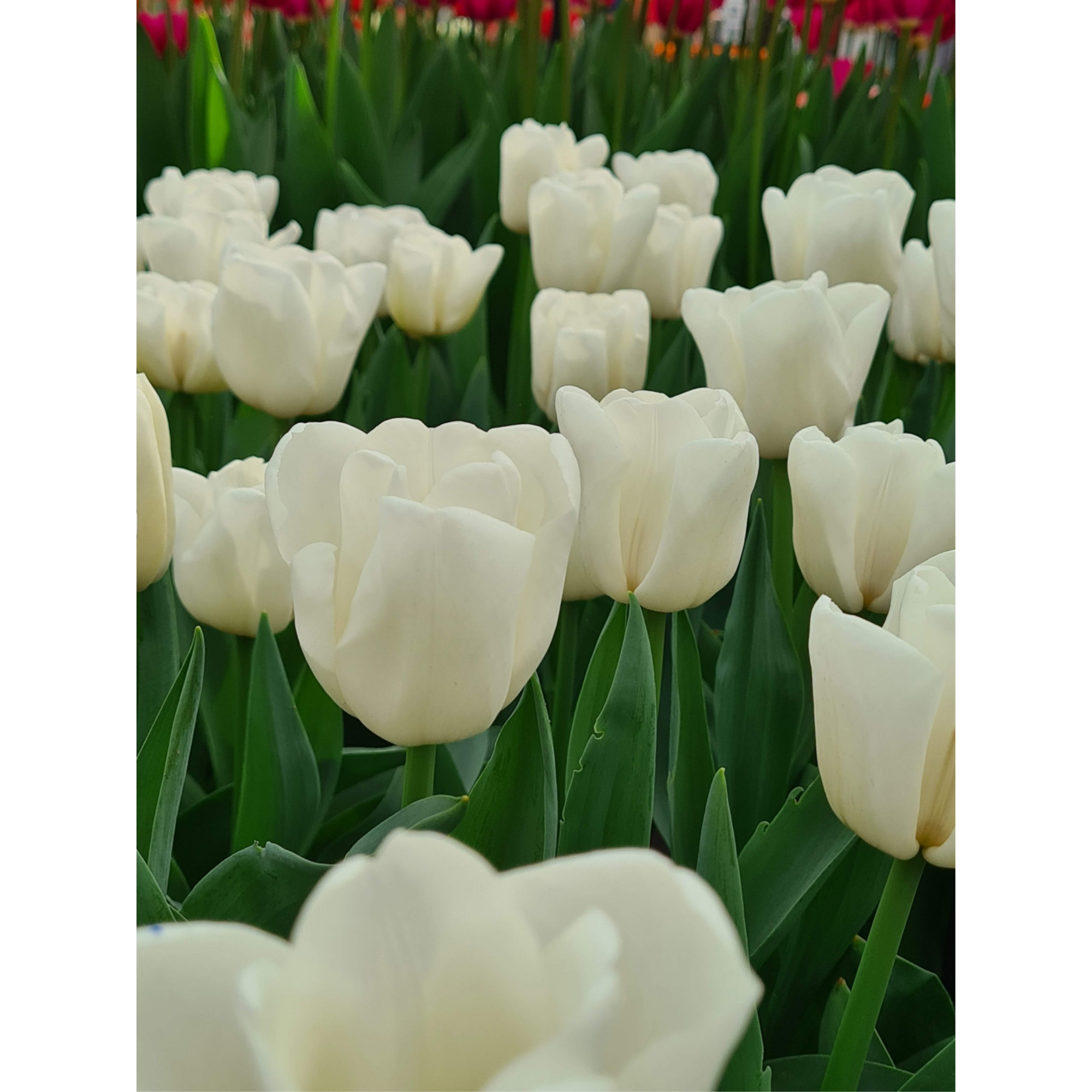 Garden Elements Live Flower Bulbs, Triumph Tulip Update (Pack of 10)