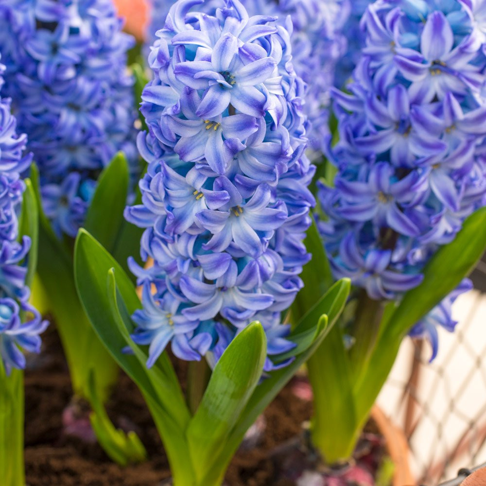 Garden Elements Spring Blooming Bulbs – Hyacinth Aqua, Light to Mid-Blue – 5 Pack