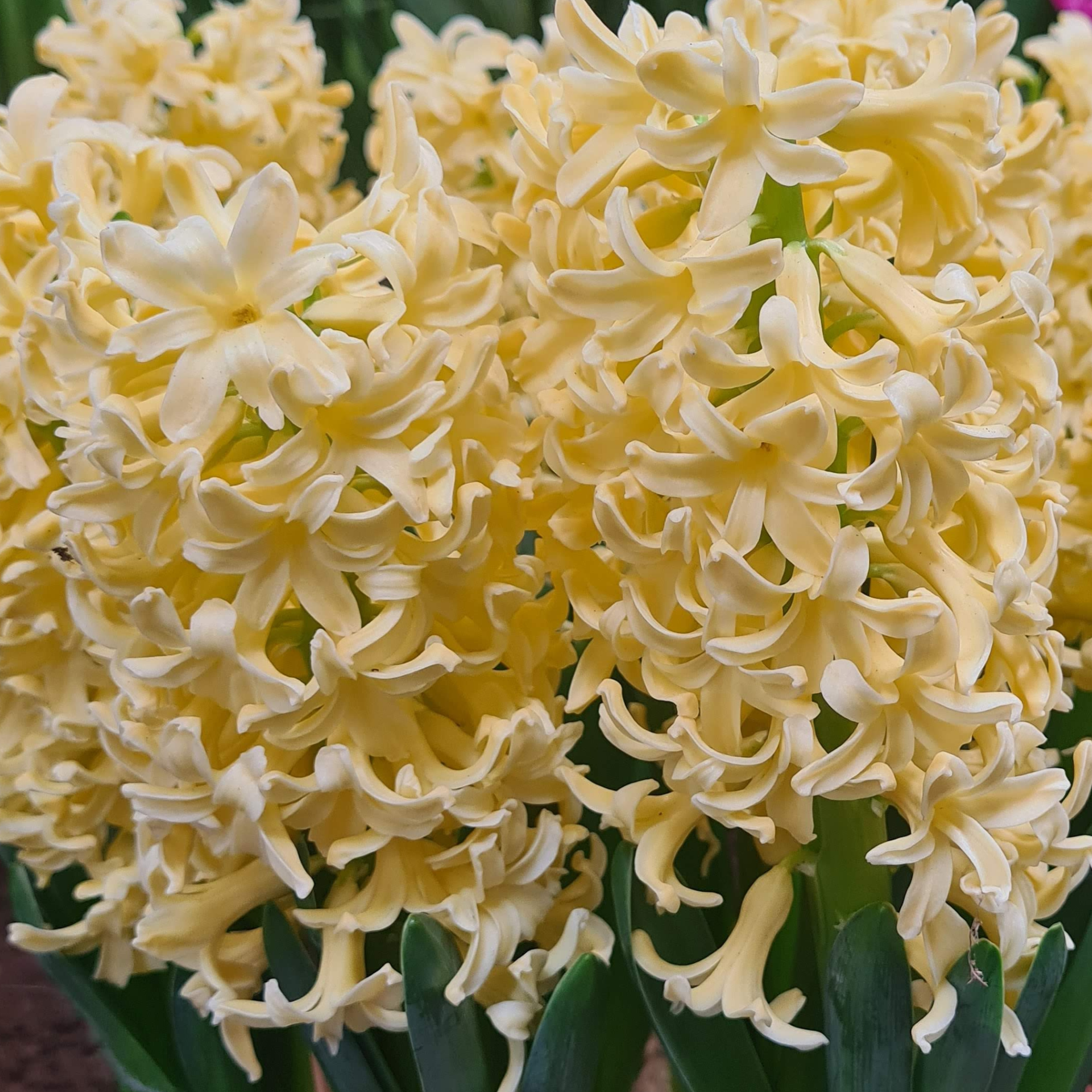 Garden Elements Live Flower Bulbs, Hyacinth Gypsy Princess, Yellow (5 Pack)