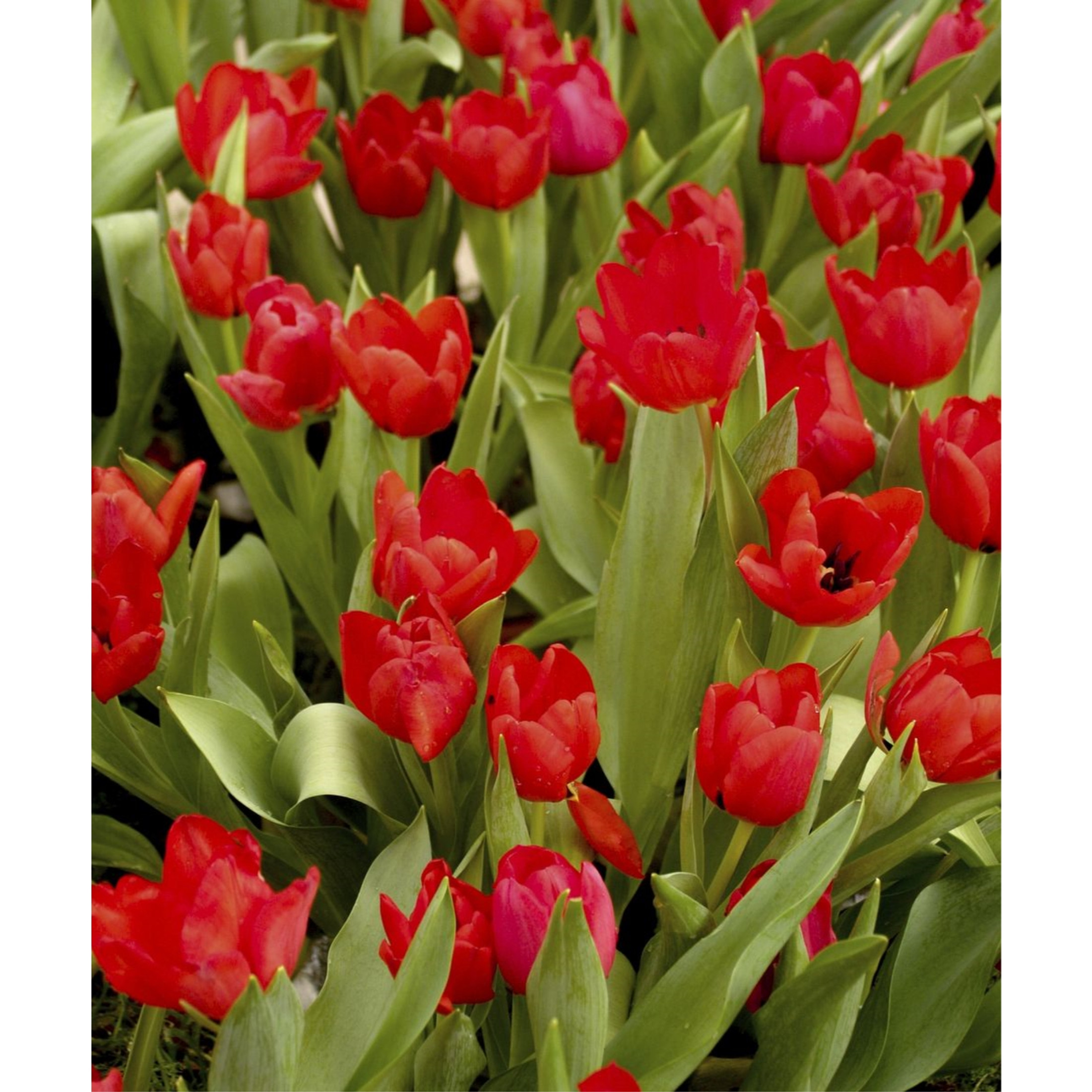 Garden Elements Live Flower Bulbs, Red Emperor Tulip, Pack of 10