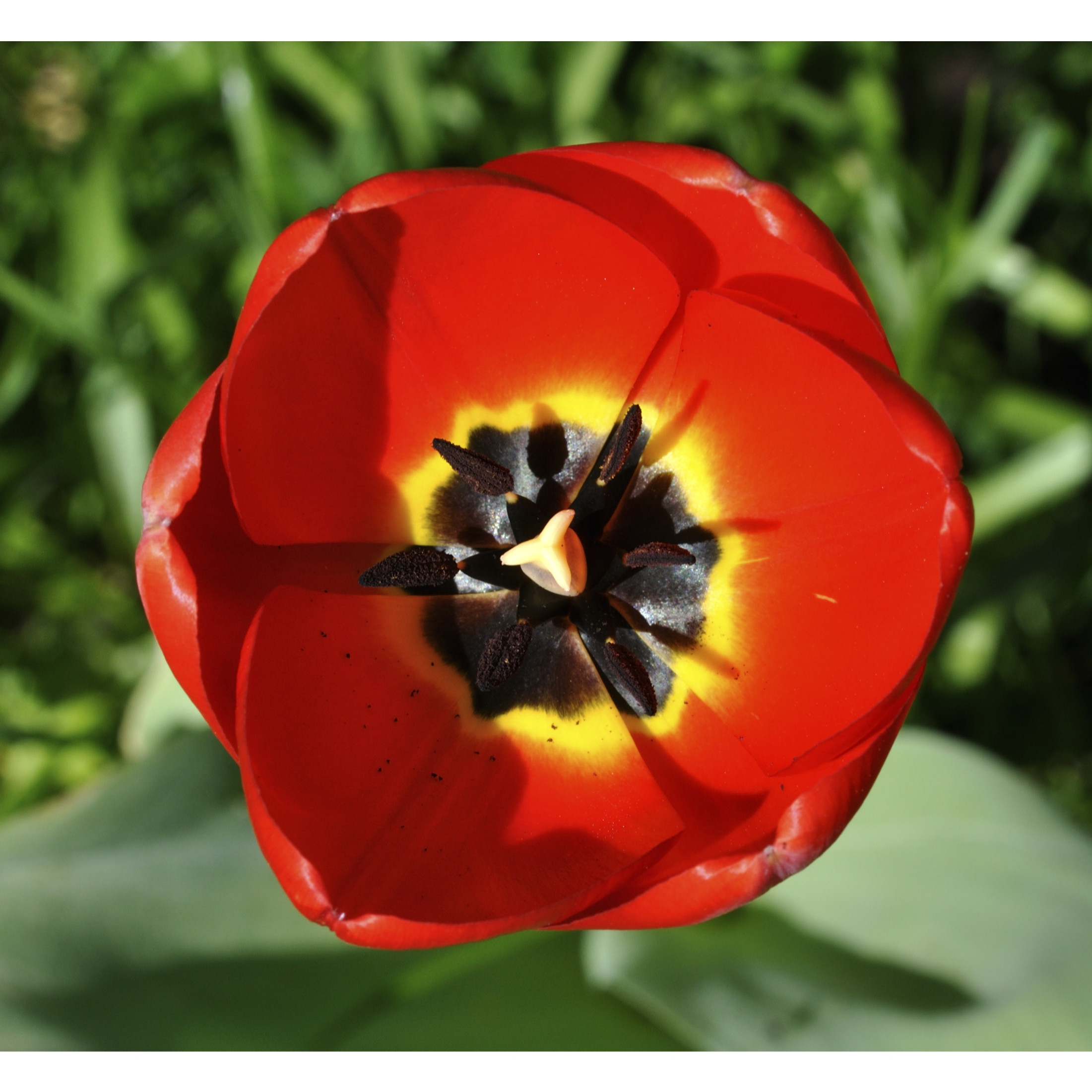 Garden Elements Live Flower Bulbs, Tulip Red Emperor, Pack of 10