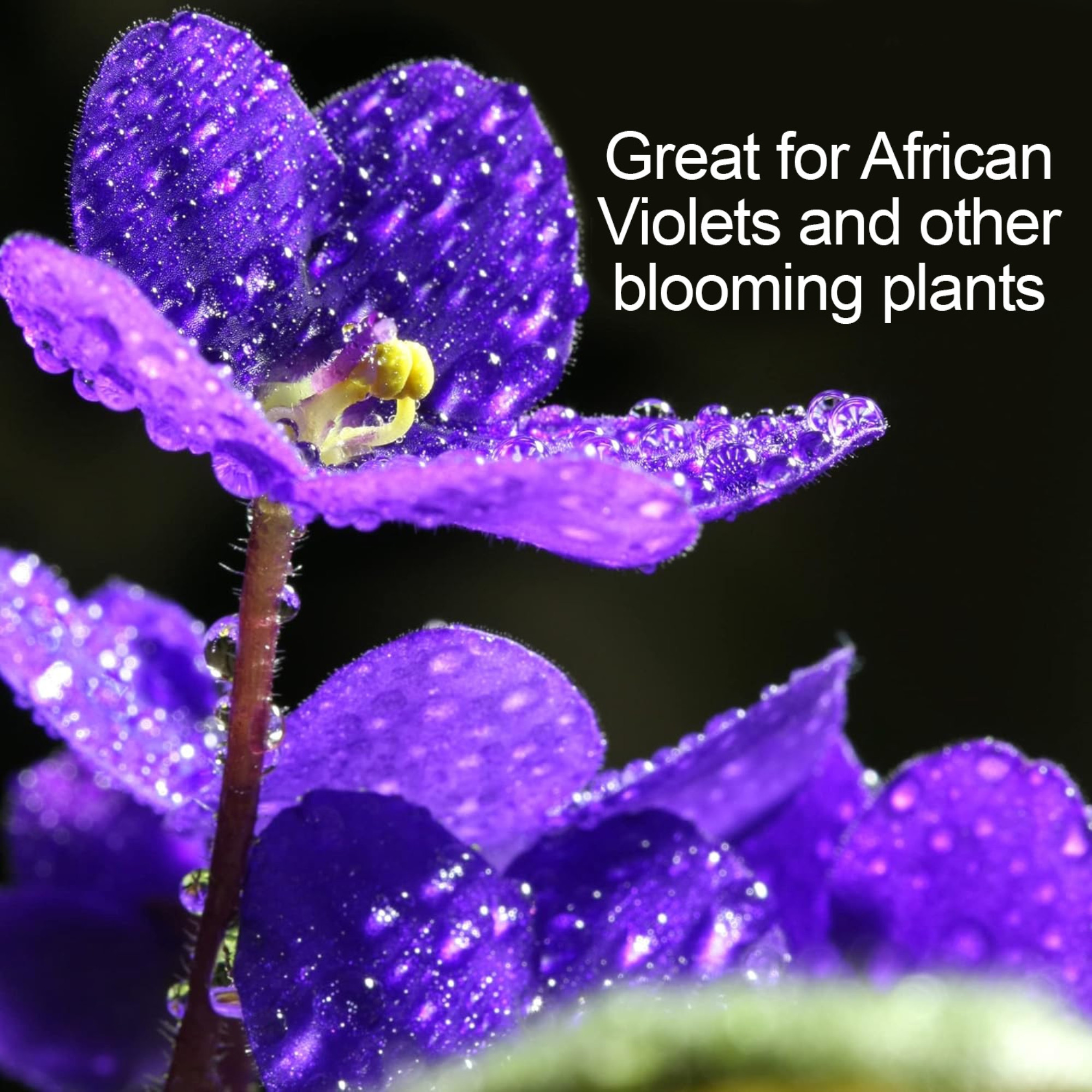 Fertilome Houseplant Hero 8-10-8 African Violet Plant Food Concentrate, 8fl oz