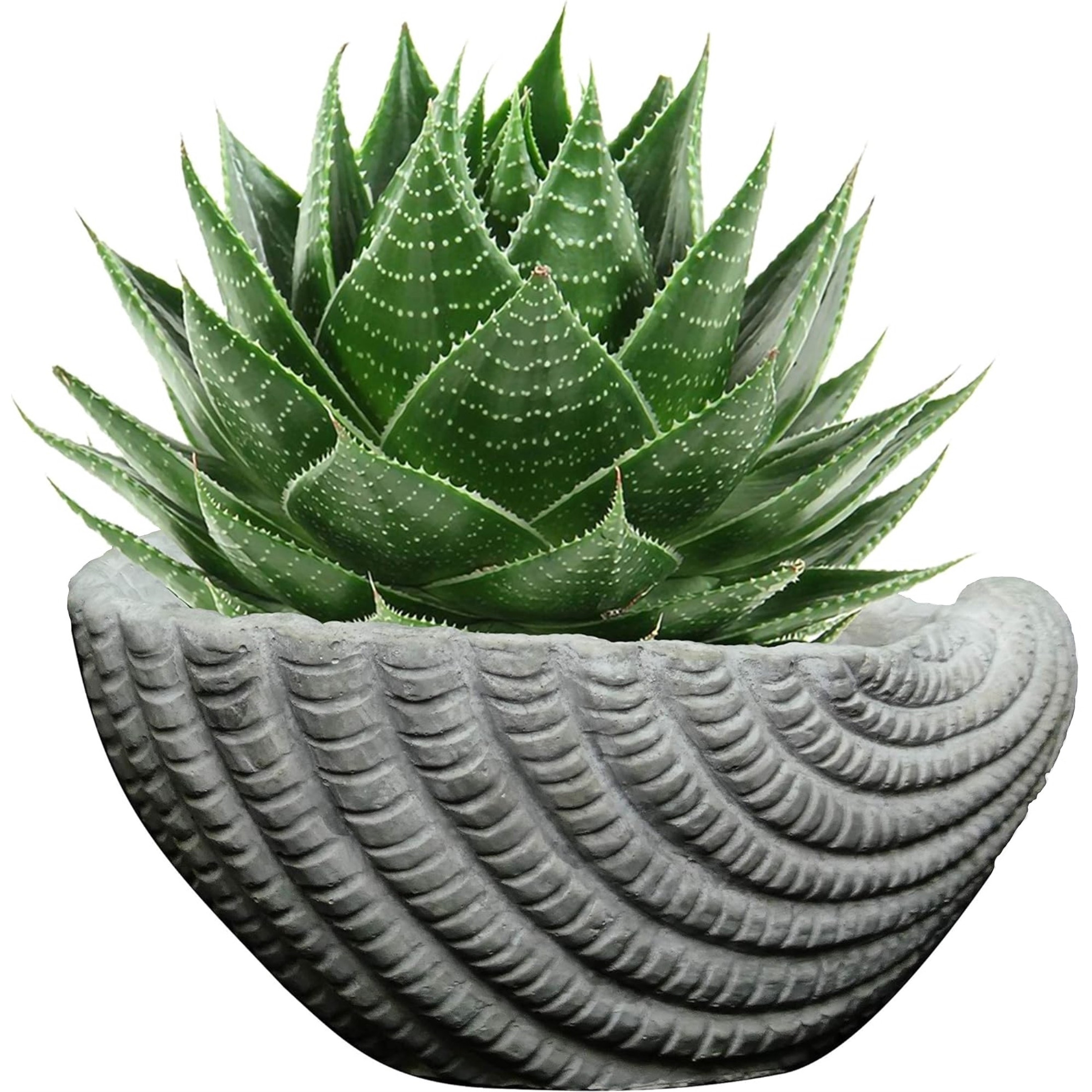 Classic Home and Garden Indoor Outdoor Cement Succulent Sea Shell Planter, Gray, 5"