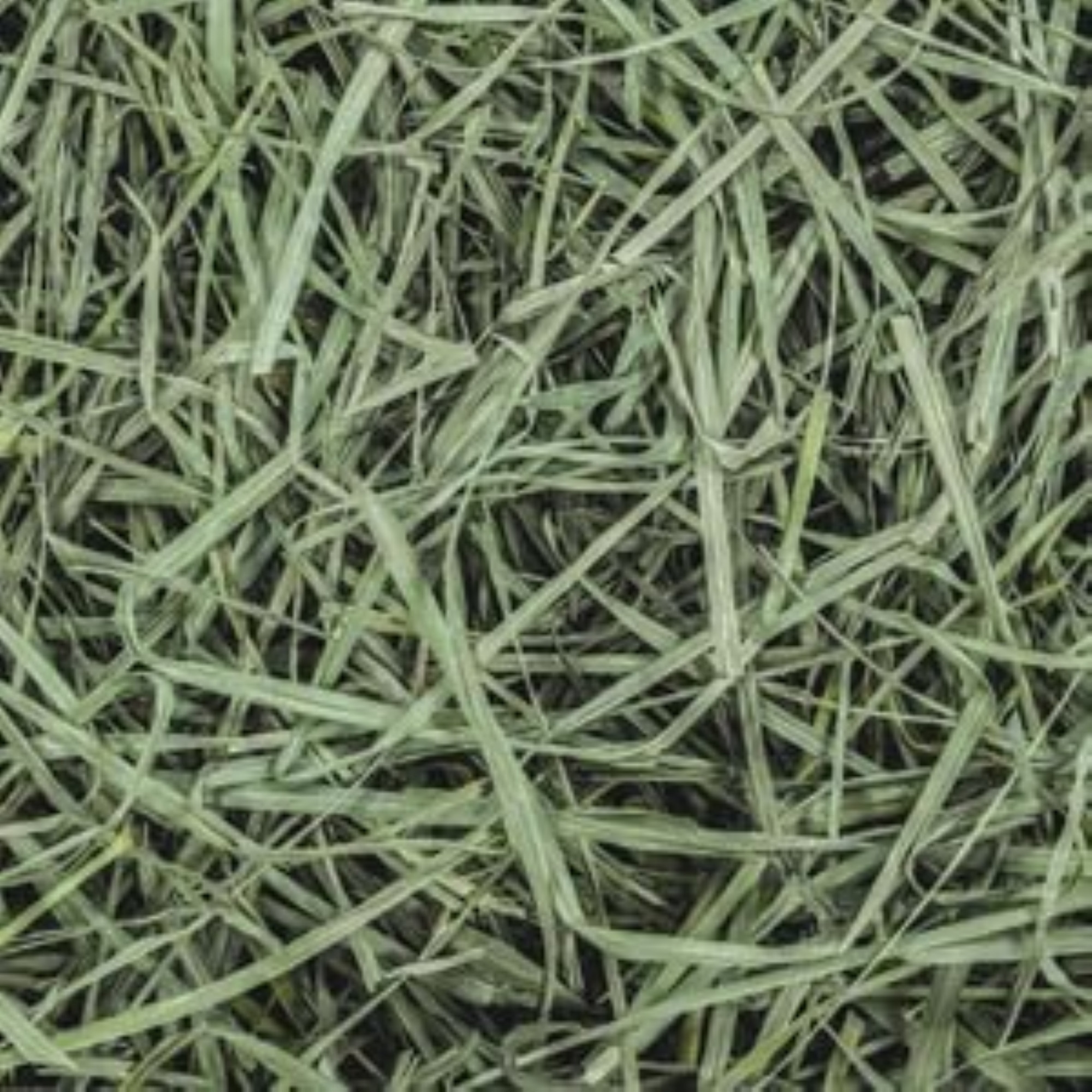 Standlee Premium Orchard Grass – Healthy Forage for Rabbits, Guinea Pigs, and Small Herbivores