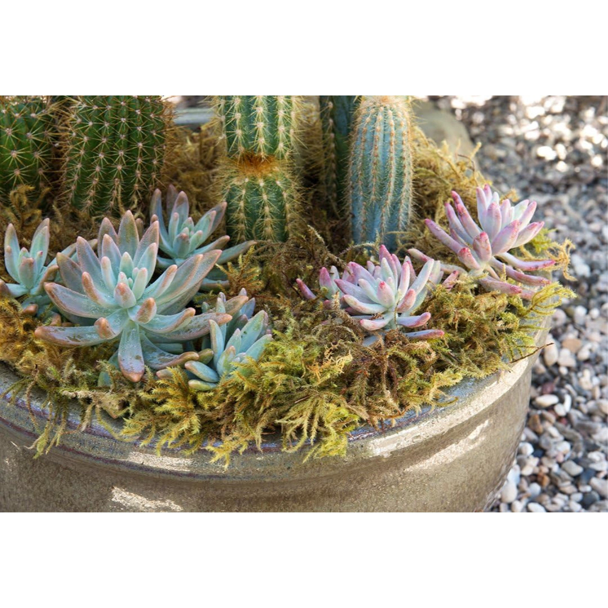 SuperMoss Forest Dried Decorative Moss for Potted Plants, Natural Green, 2.2oz