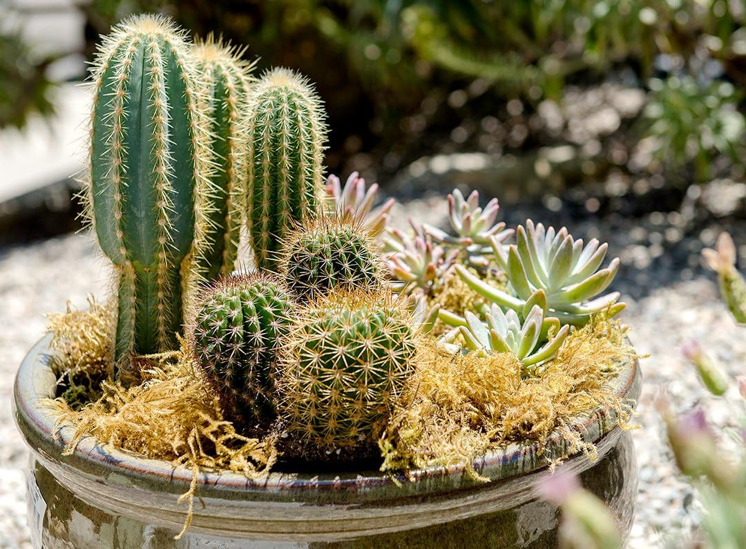 SuperMoss Forest Dried Decorative Moss for Potted Plants, Natural Green, 2.2oz