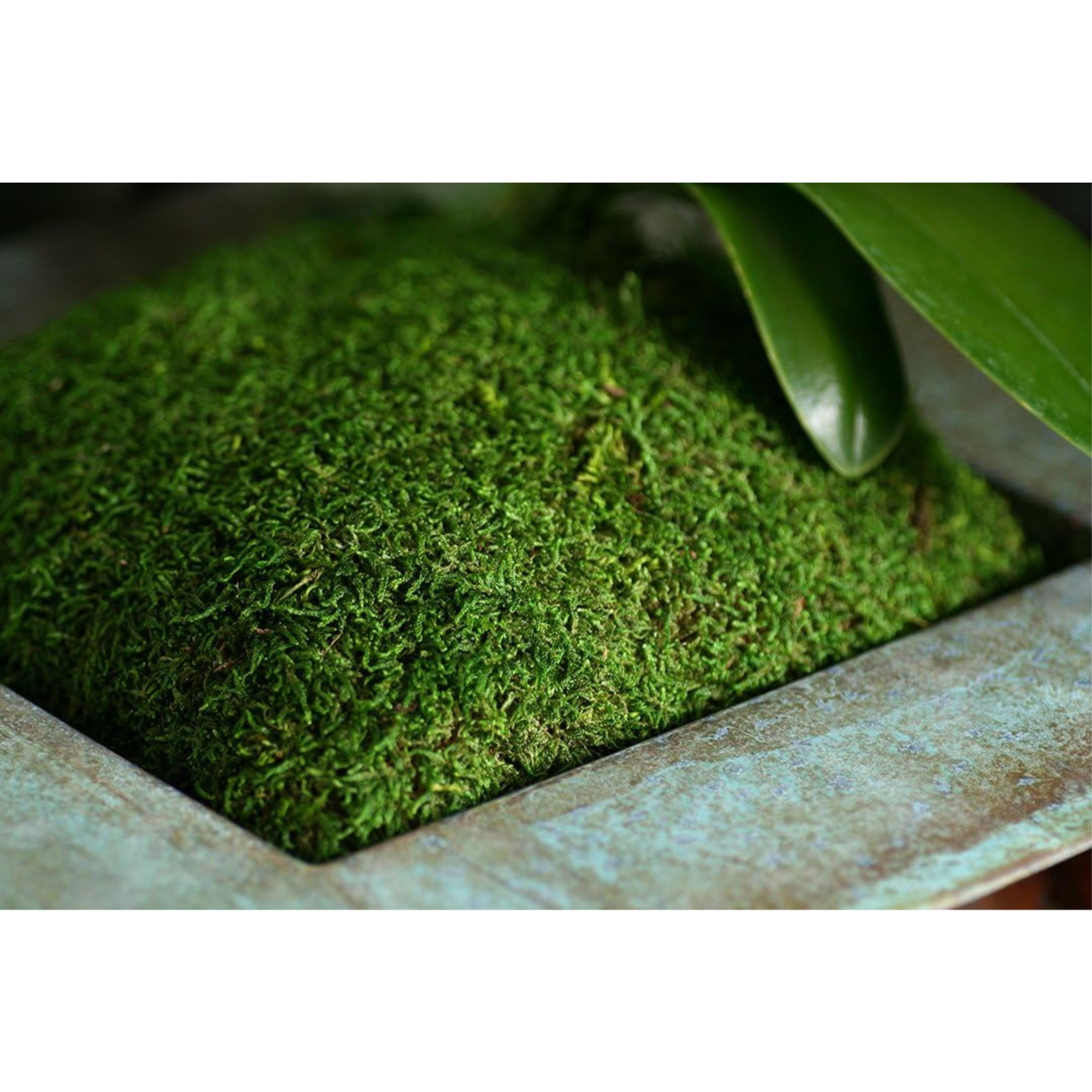 SuperMoss Preserved Sheet Moss, Fresh Green, 1oz