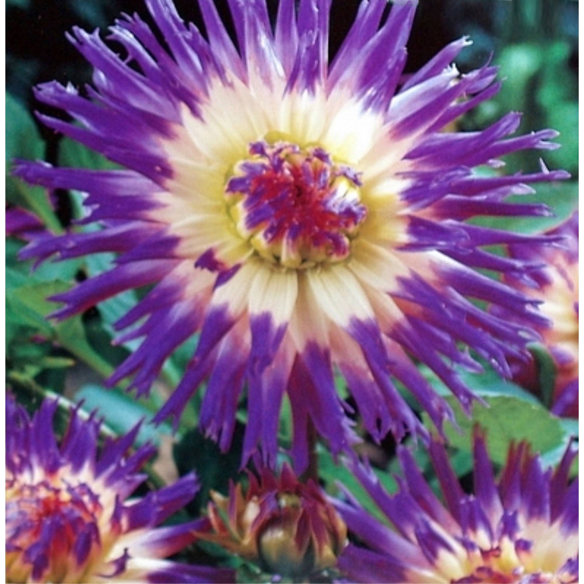 Veritable Cactus Dahlia Flower Bulb, 2 Pack