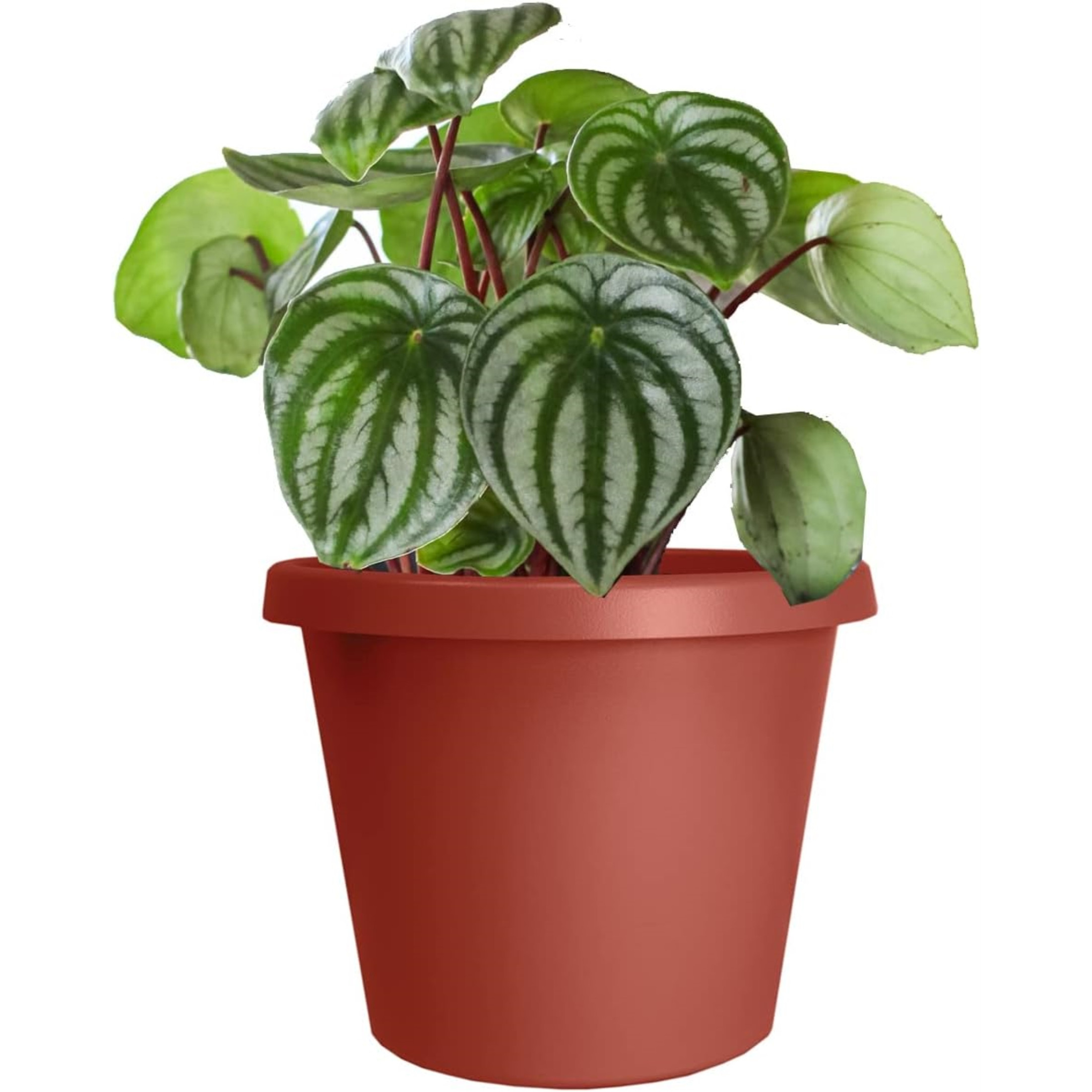 The HC Companies Indoor Outdoor Round Prima Plastic Planter Pot with Rolled Rim, Clay, 6"