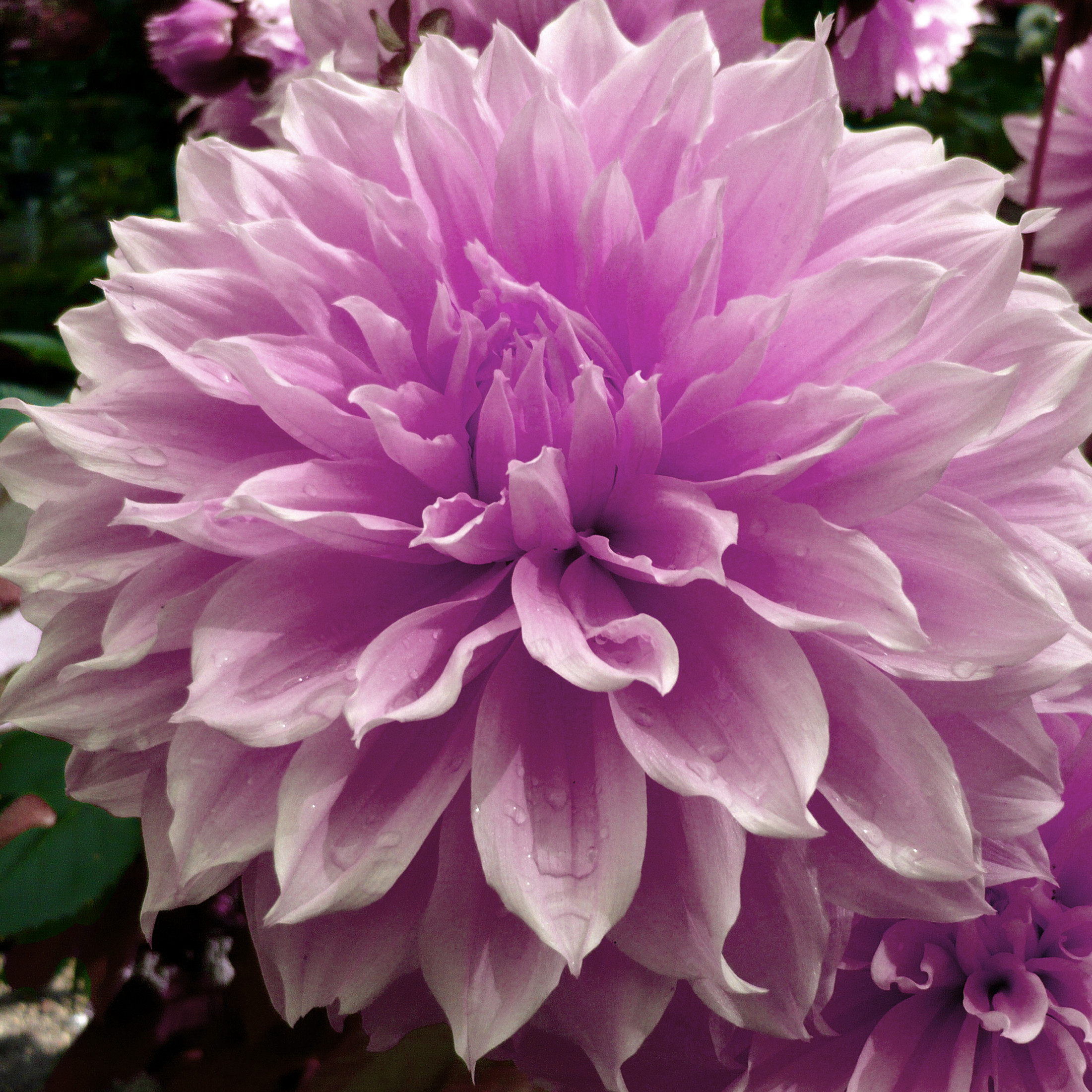 Rotteveel Bulb Dinnerplate Dahlia, Kiss Me Flower Bulb, (Pack of 2)