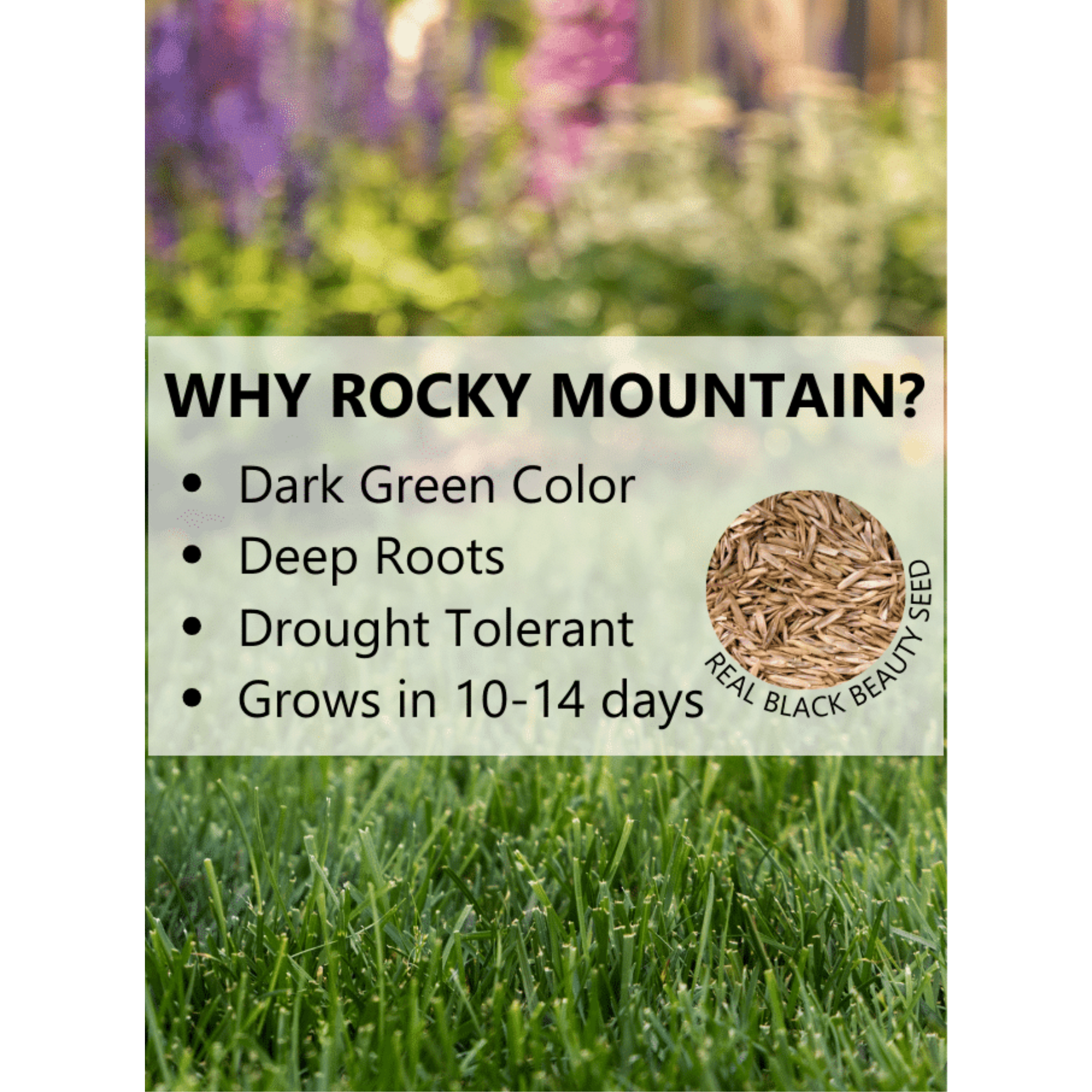 Black Beauty Rocky Mountain Colorado Lawn Grass Seed