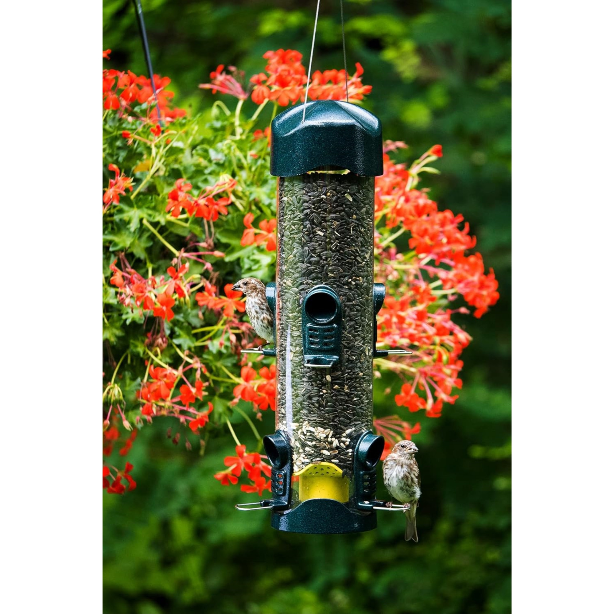 Brome Mega Bird Feeder — Large Capacity Tube Feeder for Wild Birds — 4 lb Seed Capacity