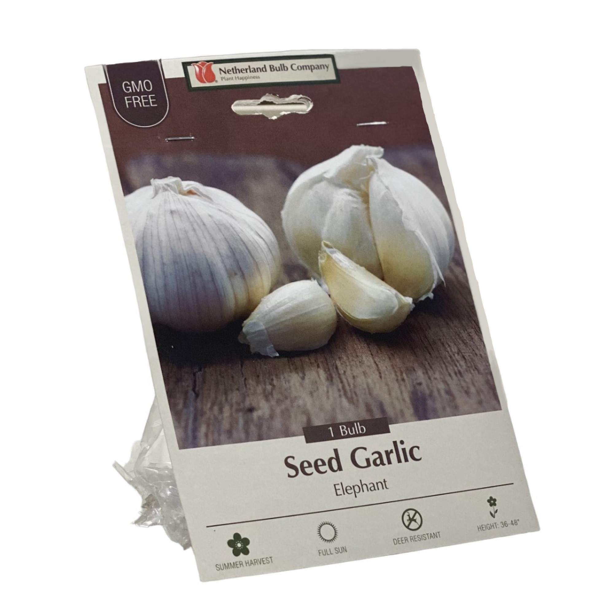 Netherland Bulb Seed Garlic, Elephant, 1 Bulb