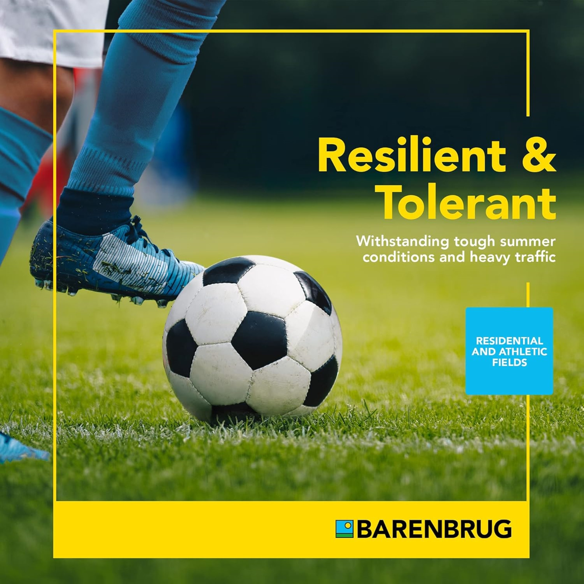 Barenbrug Turf Star RPR Perennial Ryegrass Seed with Yellow Jacket Coating, 25lb