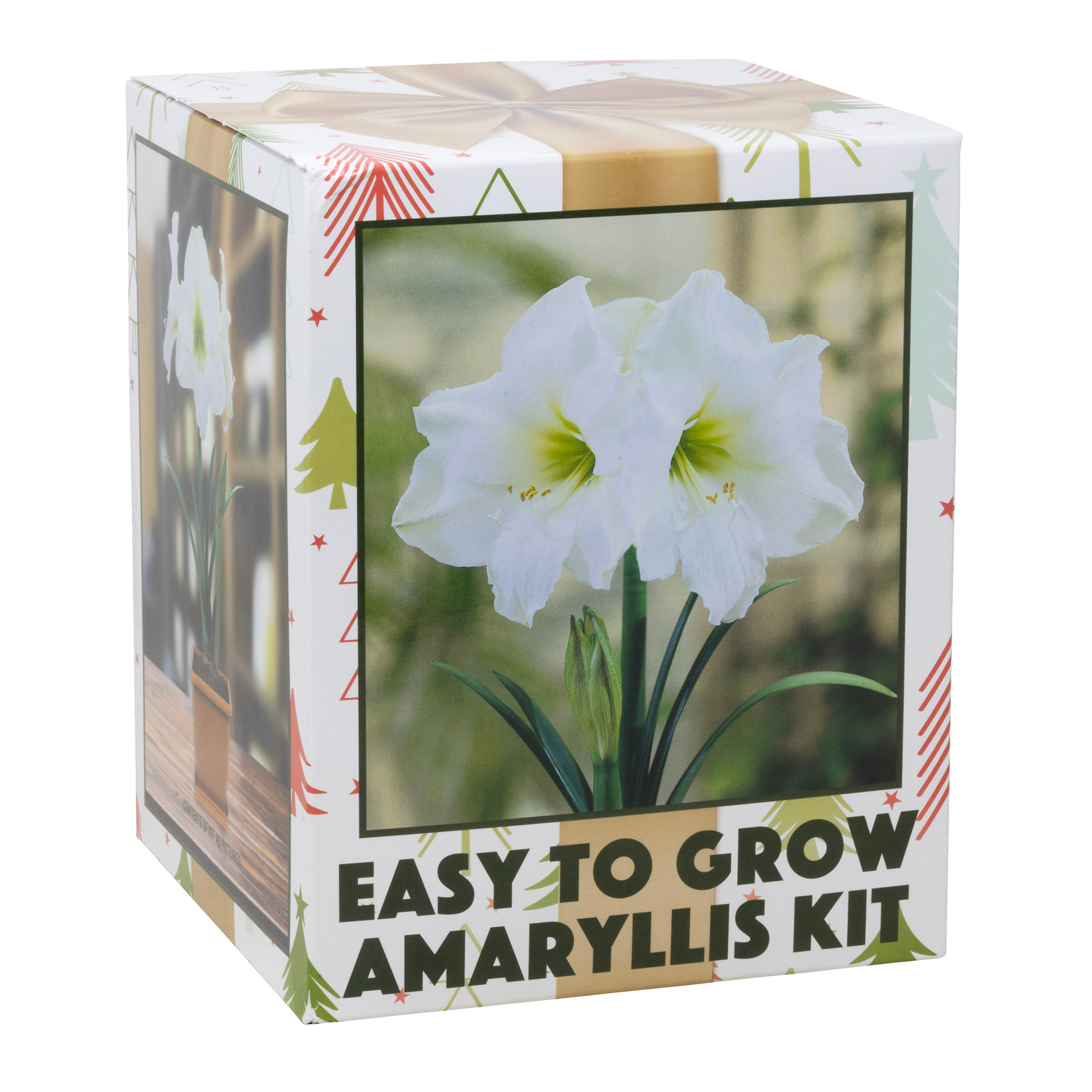 Netherland Bulb Company Easy to Grow Galaxy White Amaryllis Kit