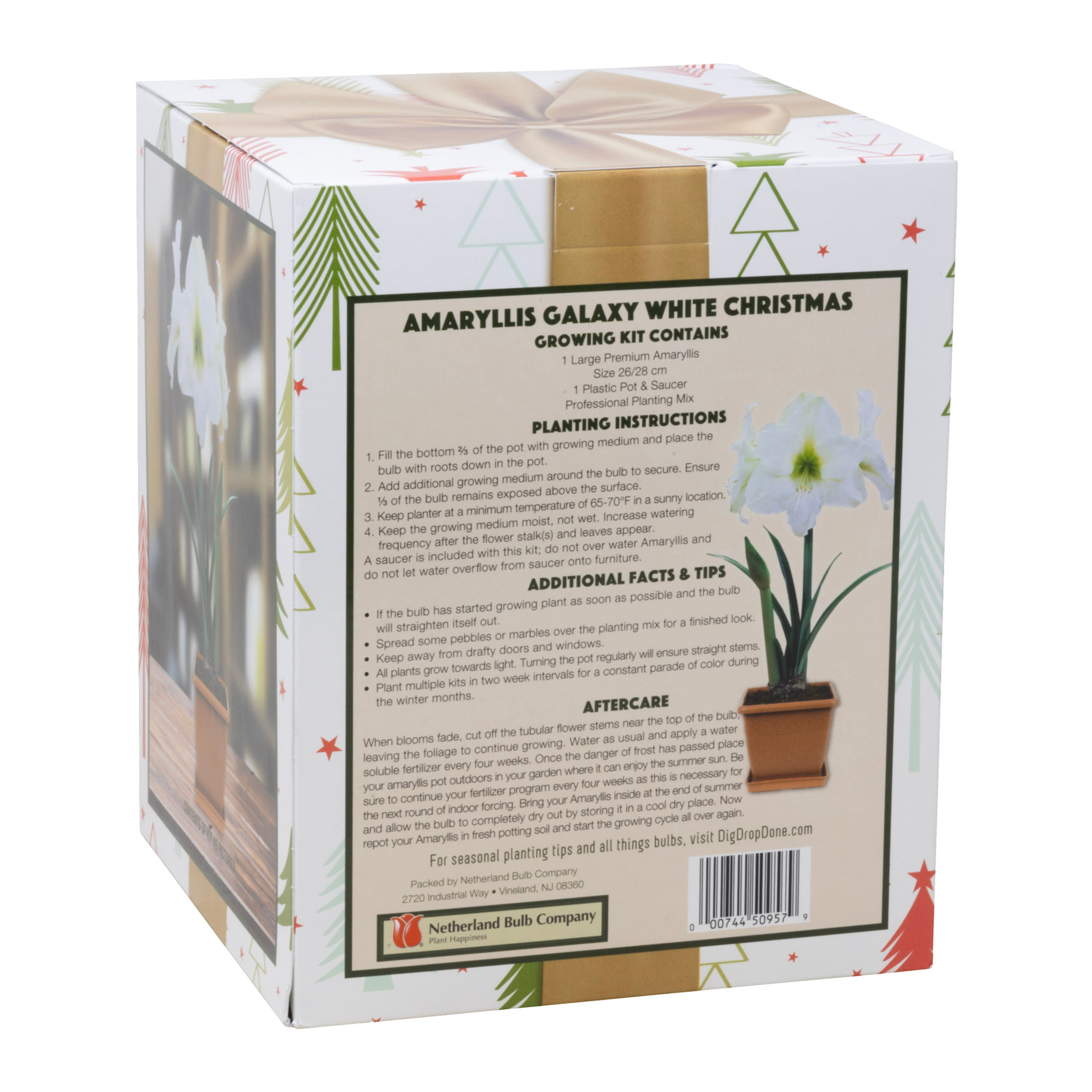 Netherland Bulb Company Easy to Grow Galaxy White Amaryllis Kit