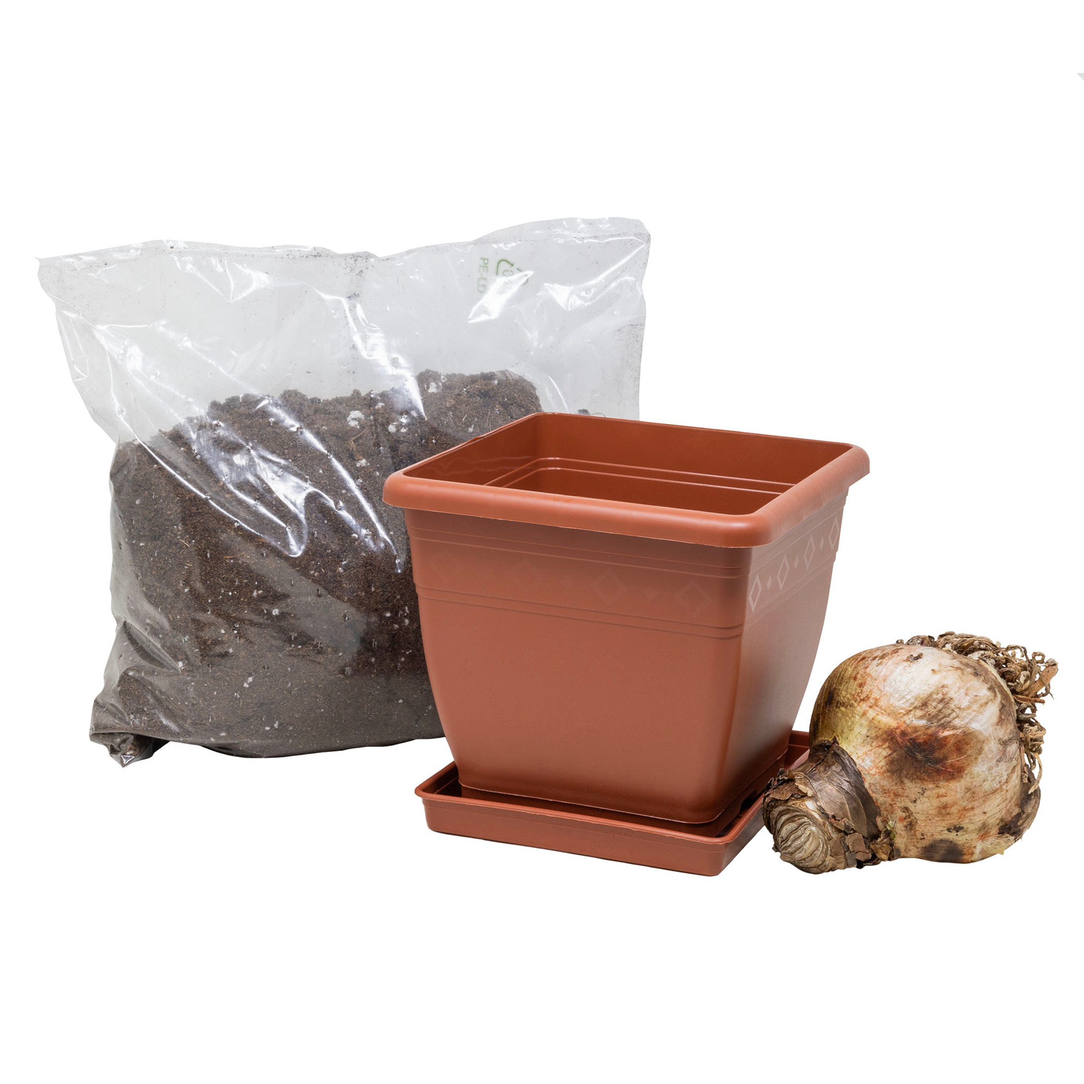 Netherland Bulb Company Easy to Grow Galaxy White Amaryllis Kit