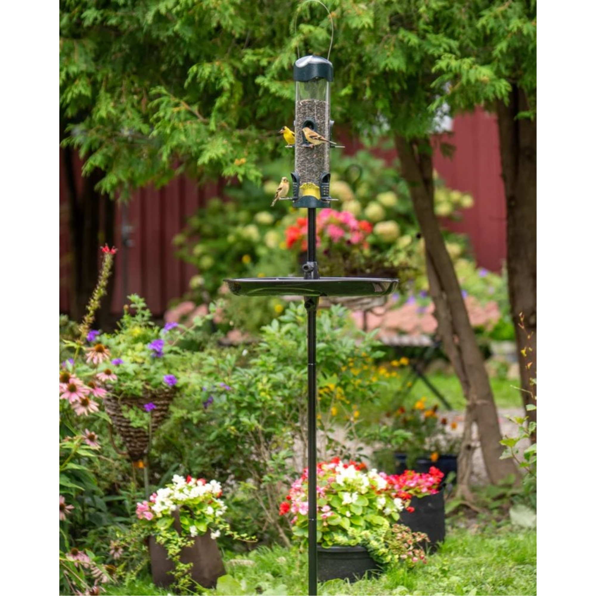 Brome Mega 600 Bird Feeder, Podium, and Pole, 6ft