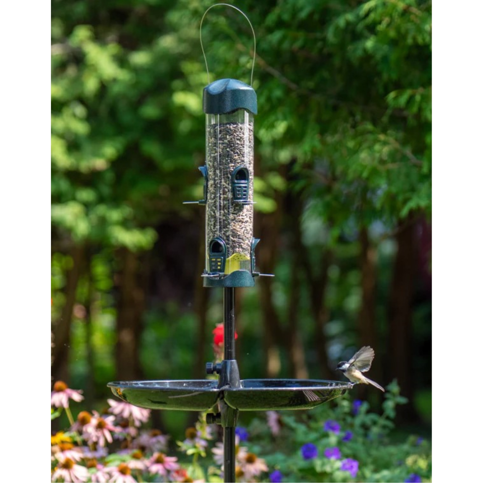 Brome Mega 600 Bird Feeder, Podium, and Pole, 6ft