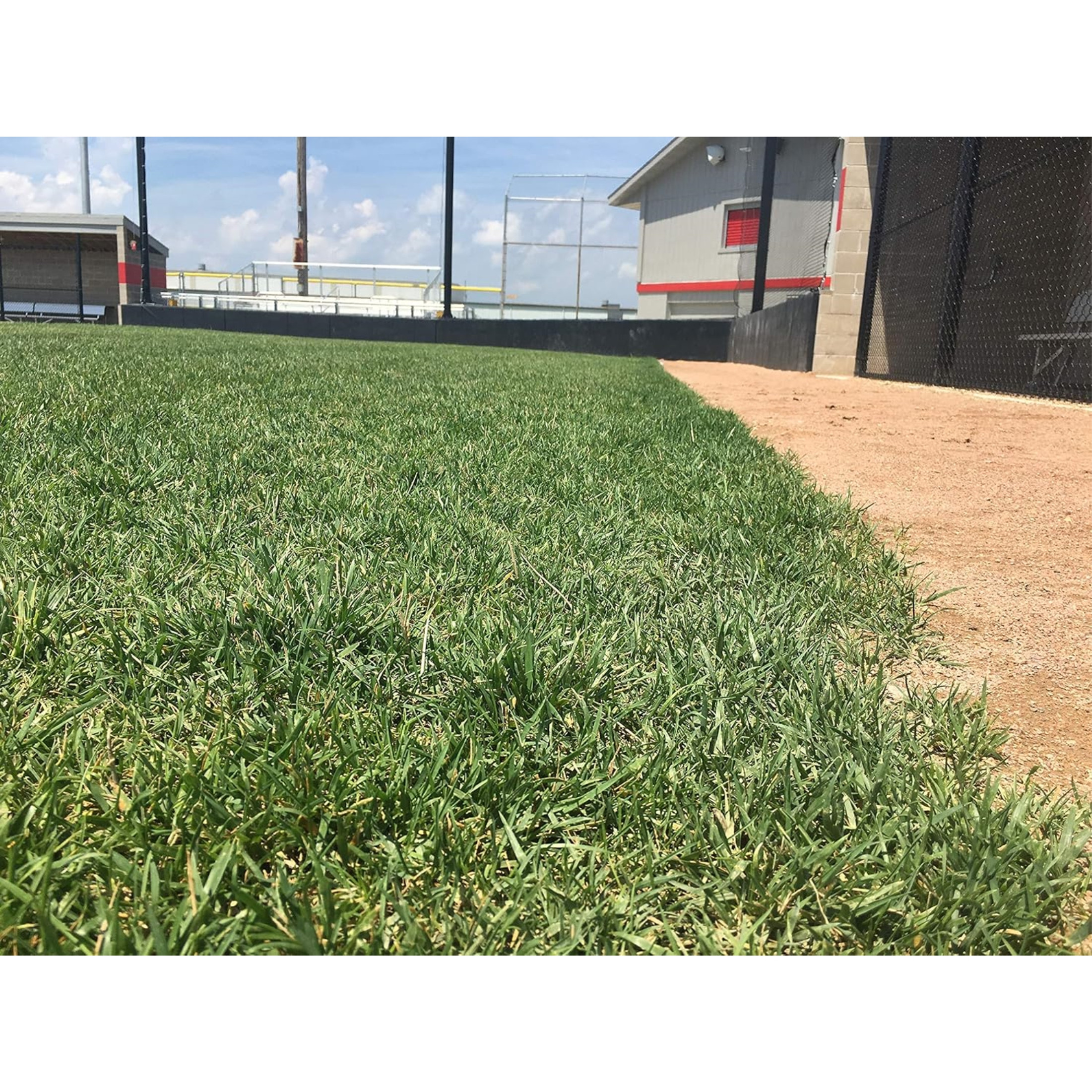 Barenbrug Turf Savor RTF Grass Seed Blend with Yellow Jacket