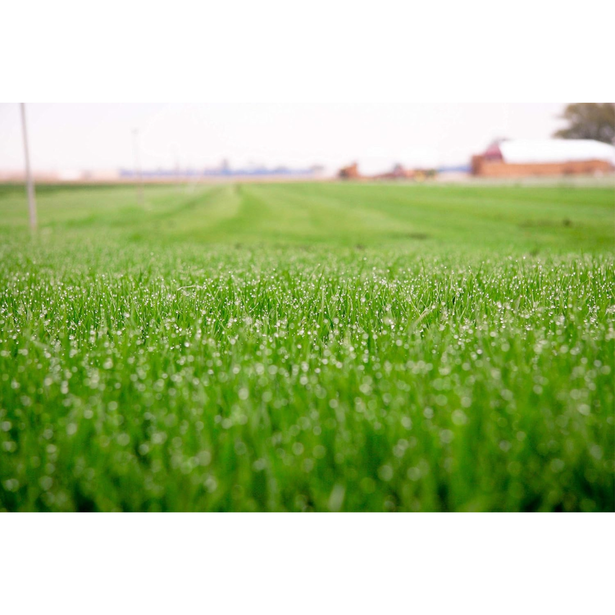 Barenbrug Turf Savor RTF Grass Seed Blend with Yellow Jacket Seed Coating, 25lb