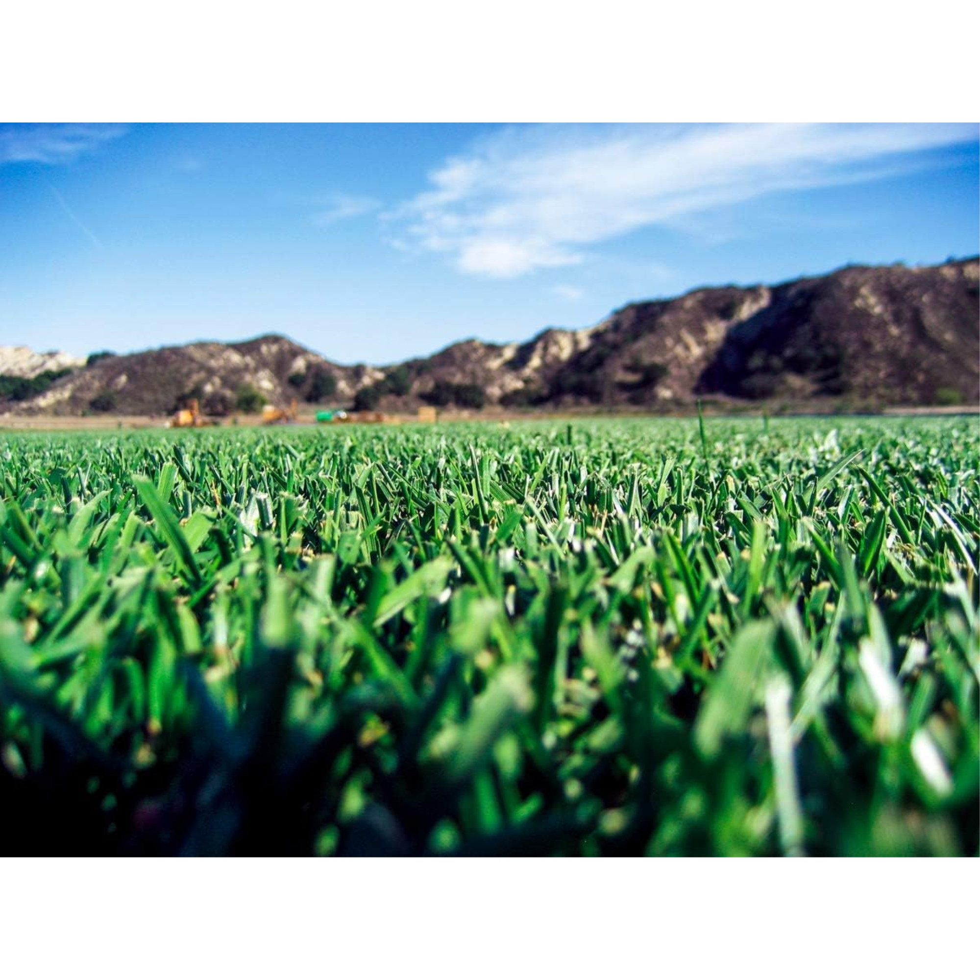 Barenbrug Turf Savor RTF Grass Seed Blend with Yellow Jacket Seed Coating, 25lb