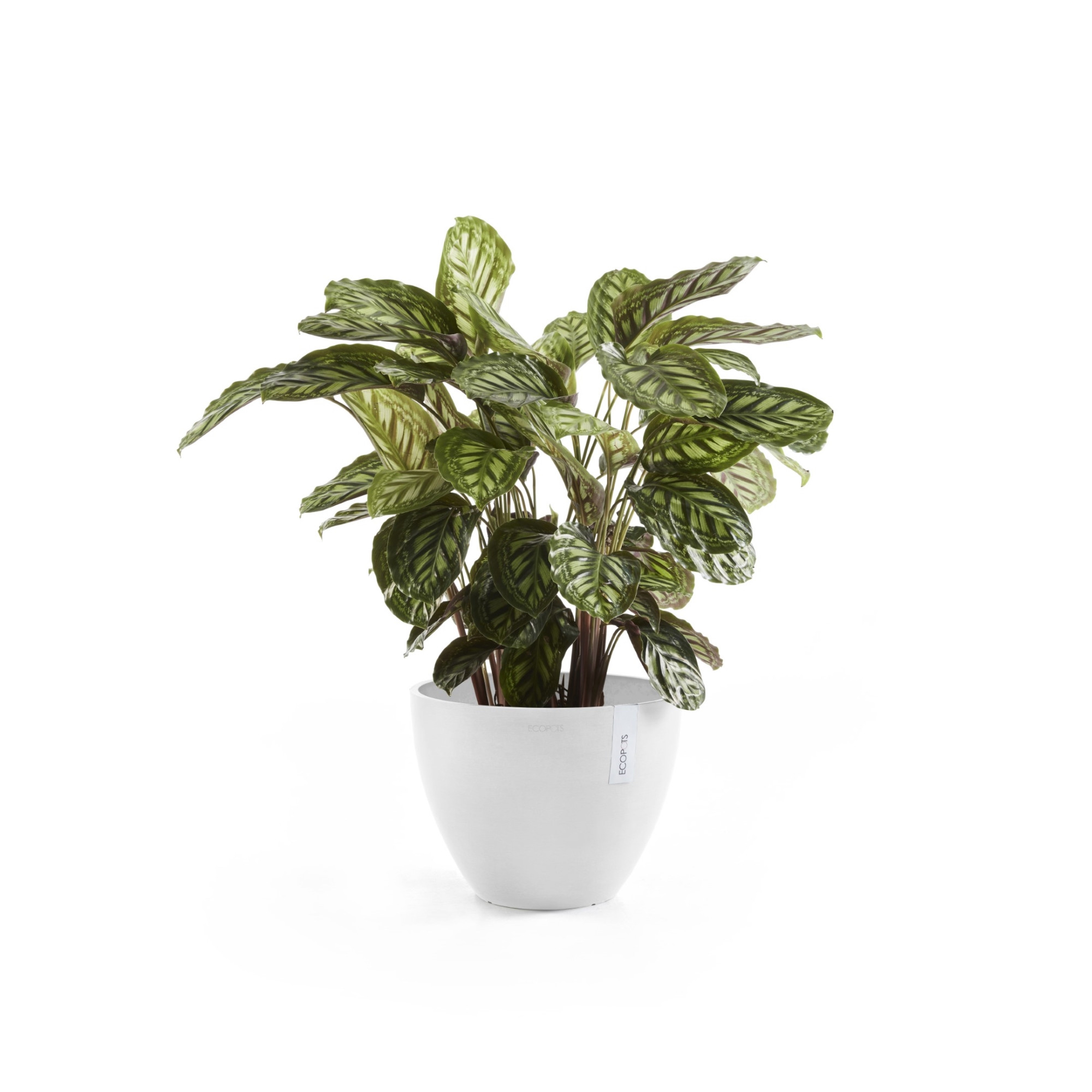 Ecopots Antwerp Indoor/Outdoor Modern Recycled Plastic Planter, Pure White, 16"