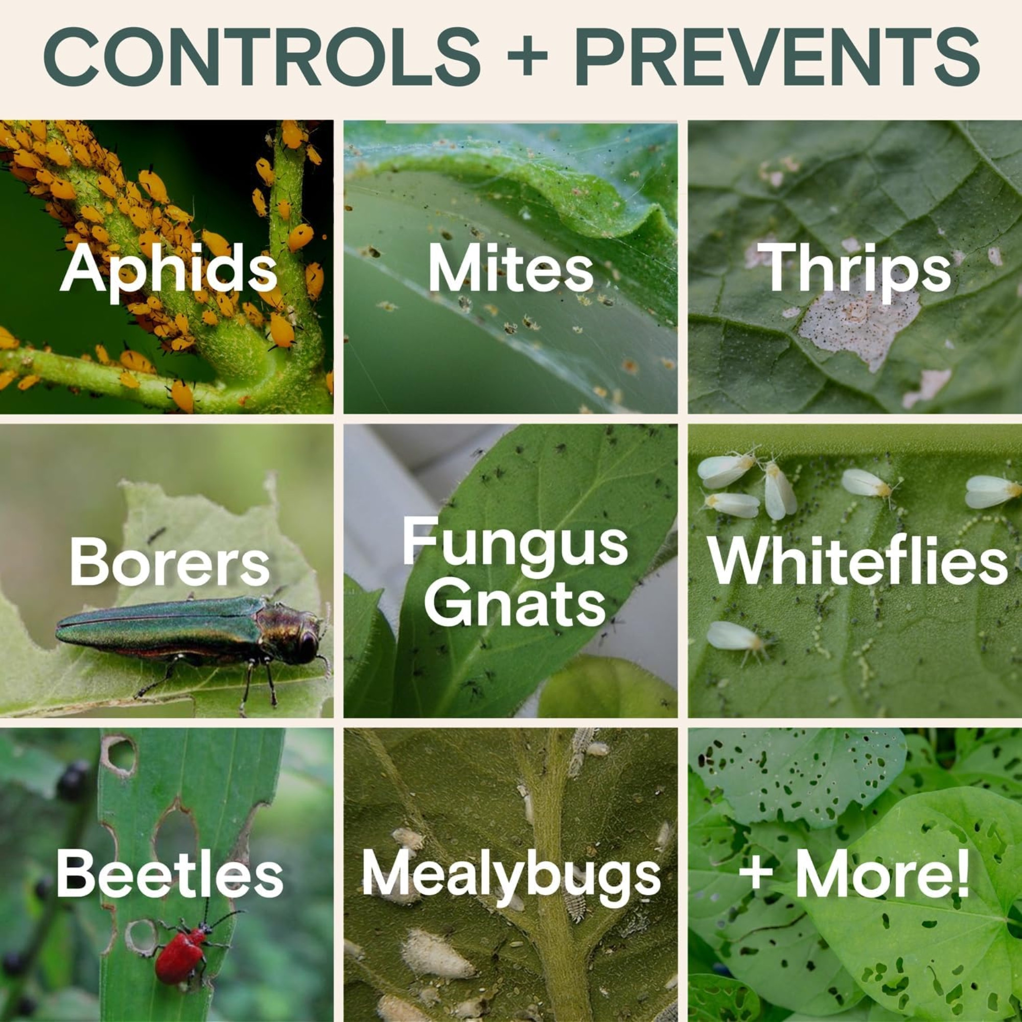 Arber Bio Insecticide Concentrate for Garden Pest Control, 16 fl oz