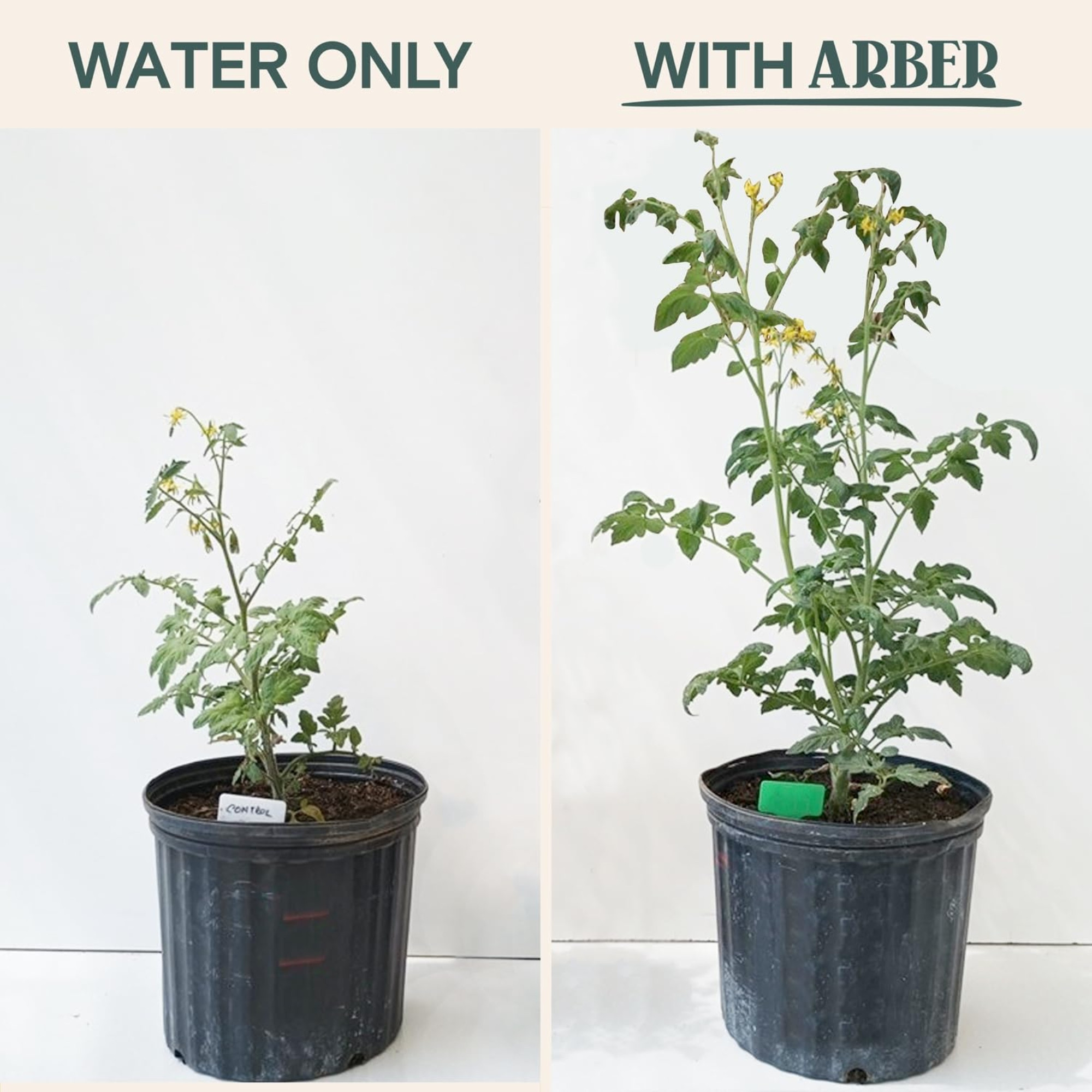 Arber Organic Bio Protectant Disease Control and Fertilizer Concentrate, 1 Pint
