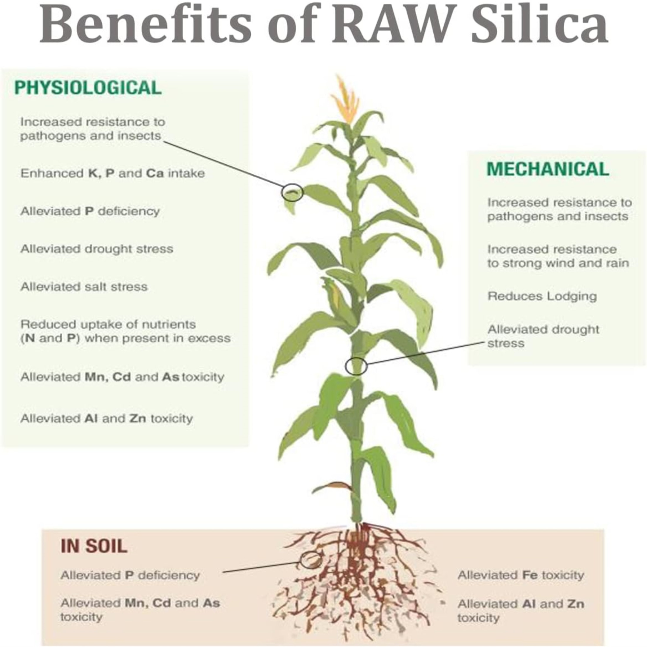 RAW Silica Structure Water-Soluble Fertilizer for Stem and Cell Wall Strength