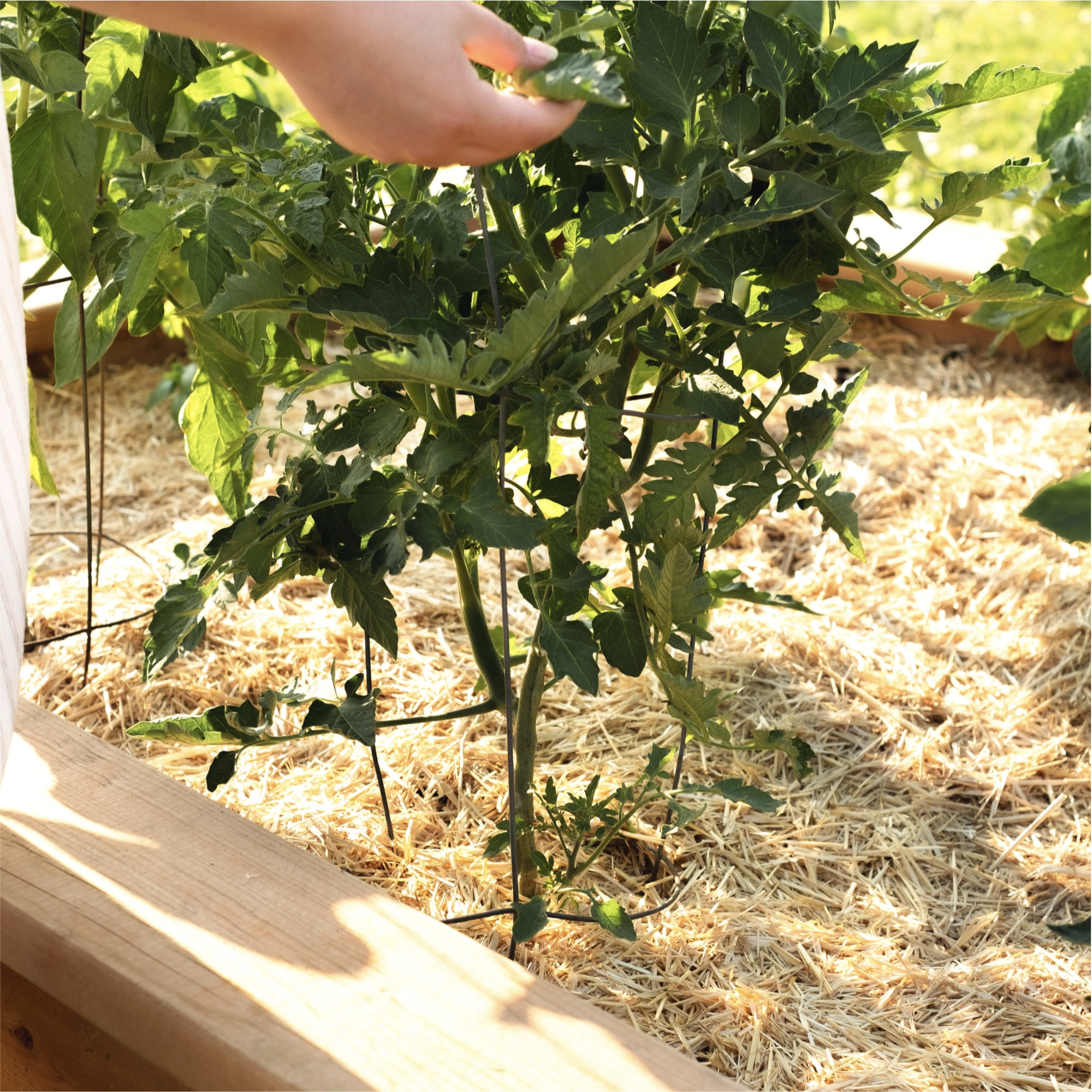 HealthiStraw GardenStraw Boxed – All-Natural, Clean, Sustainable Garden Straw Mulch, Plastic-Free Package, 2 cu ft