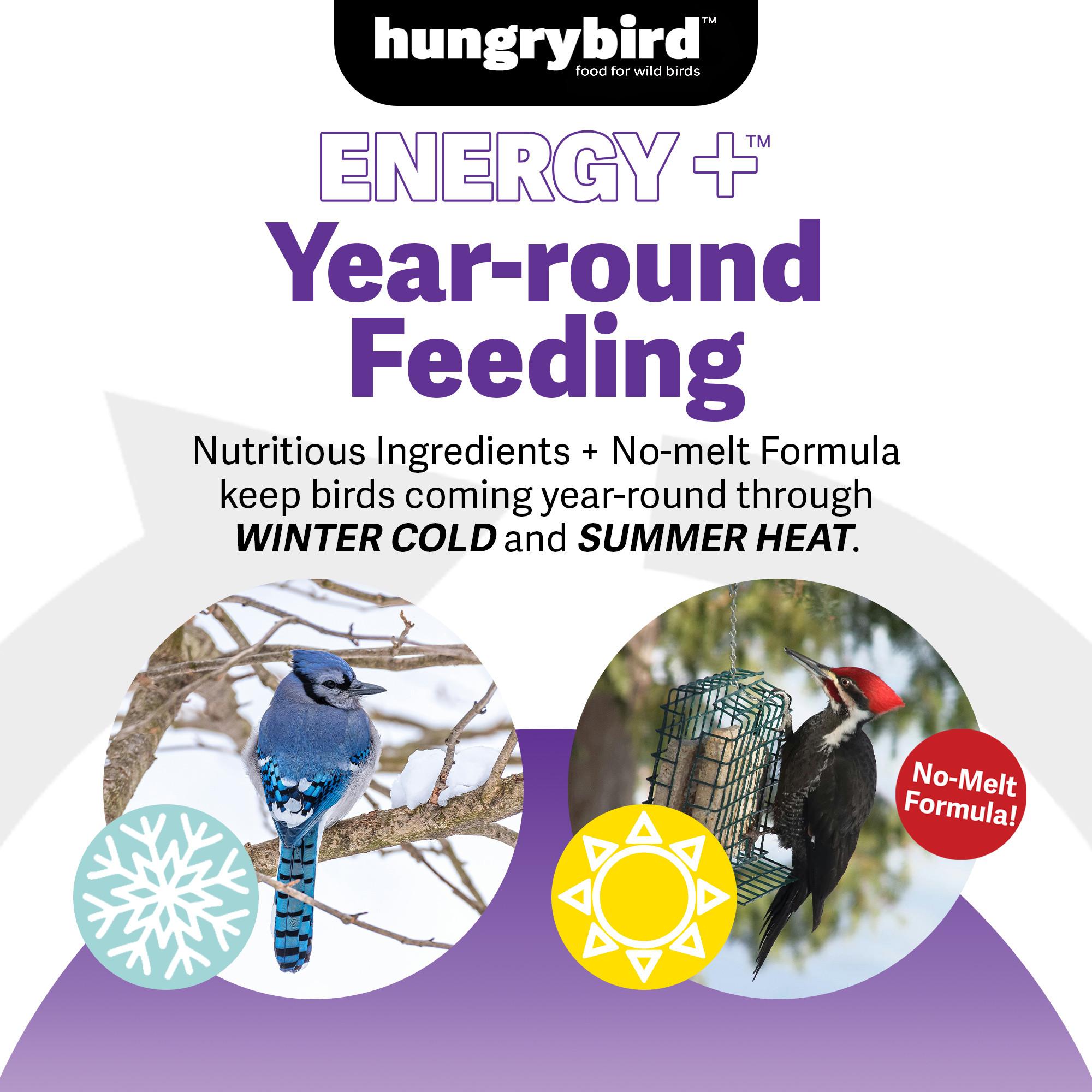Hungrybird Energy+ No-Melt, High-Protein Suet Cake with Berry Filling for Outside Wild Bird Feeders