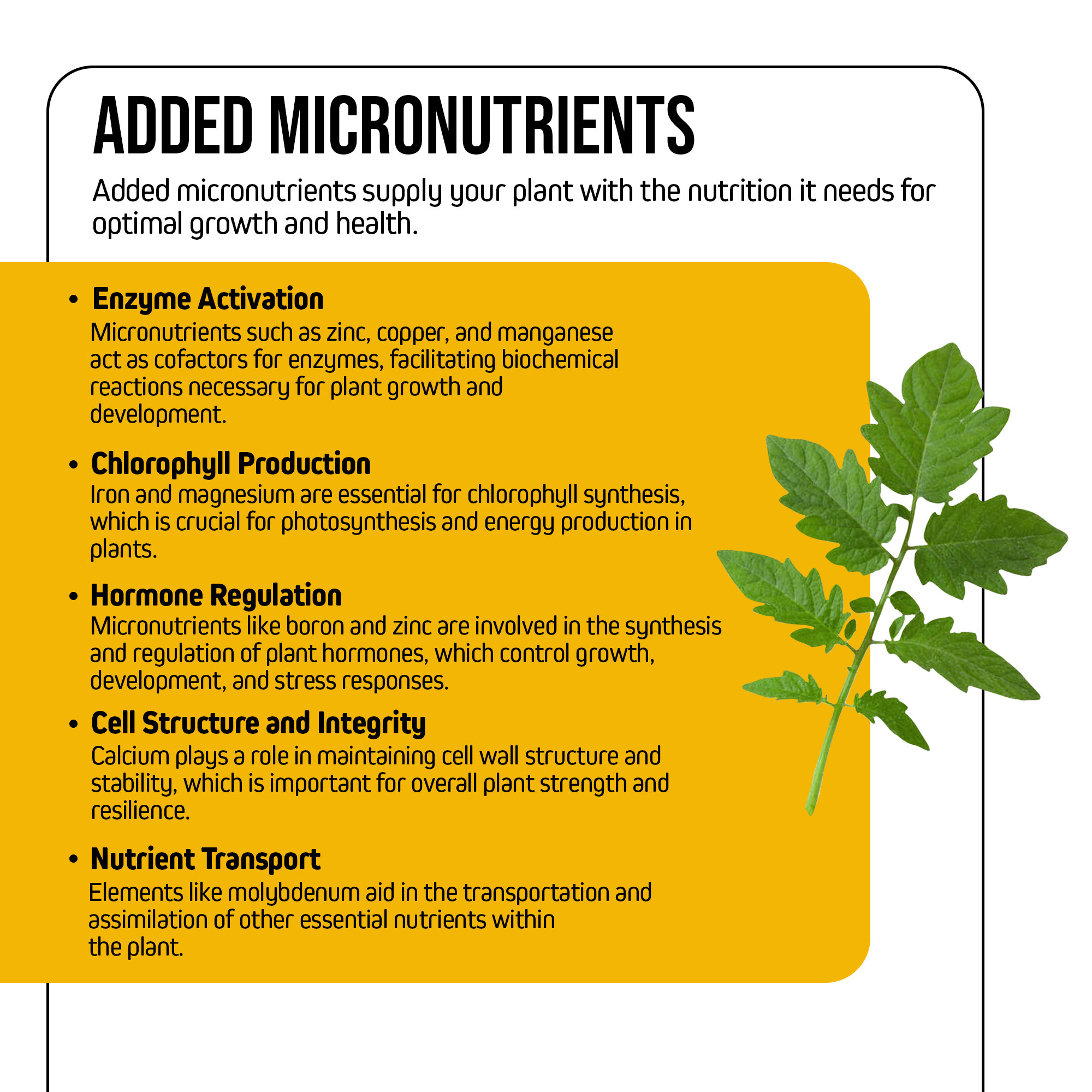 Jack’s Nutrients 10-0-0 Mag-Trate Water-Soluble Fertilizer, 25lbs