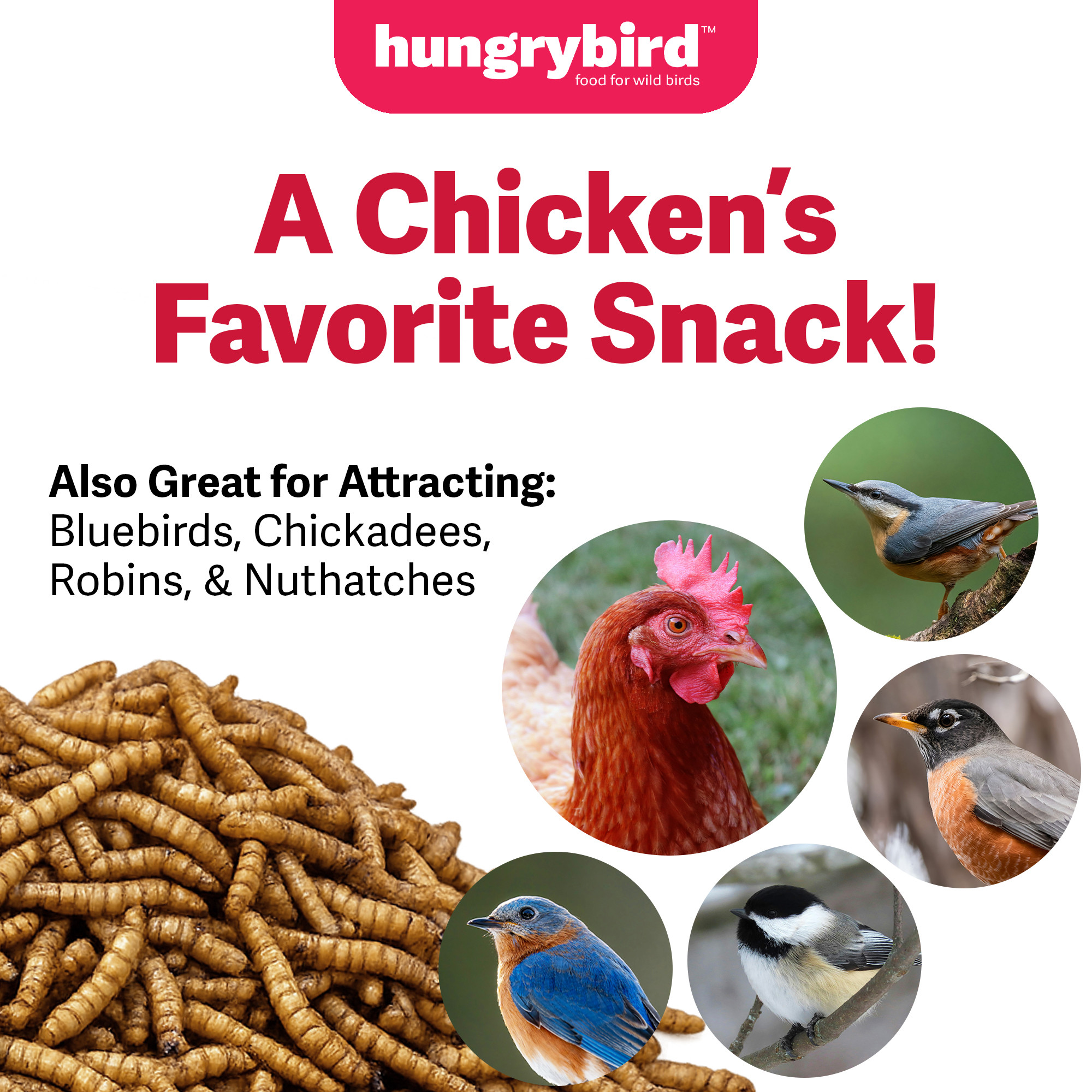 Hungrybird Dried Mealworms - High Protein Poultry Treats for Backyard Chickens