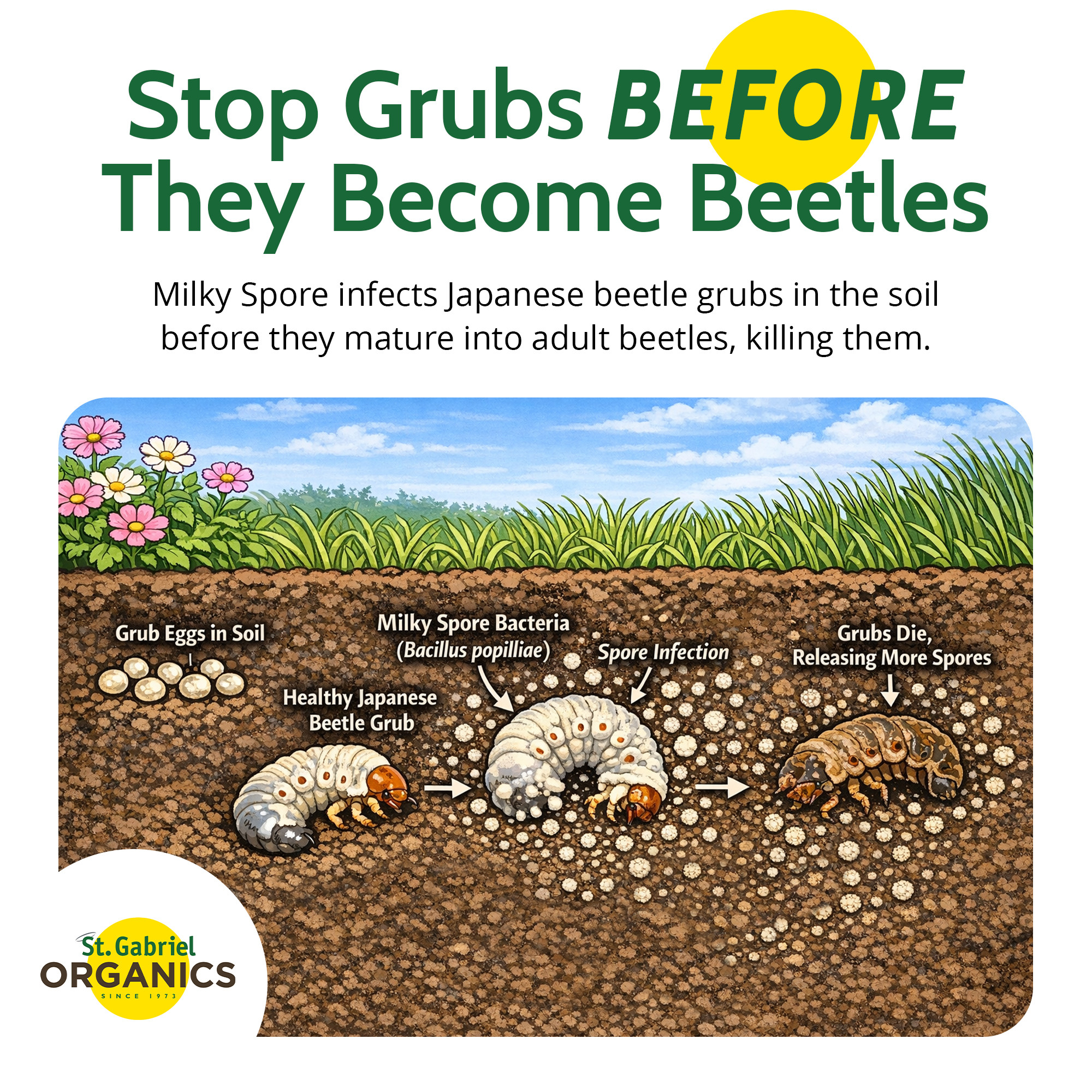 St. Gabriel Organics Milky Spore Japanese Beetle Grub Killer
