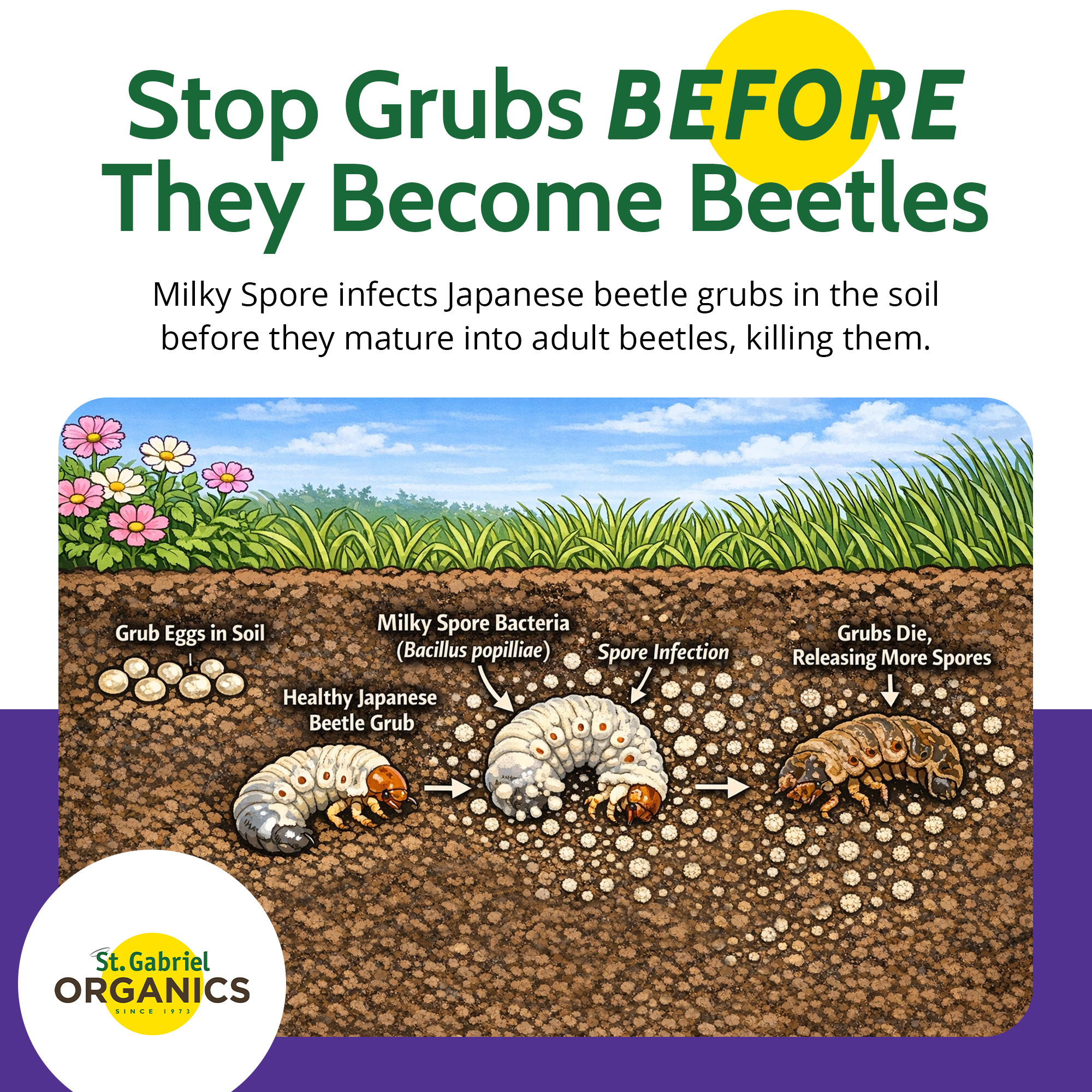 St. Gabriel Organics Milky Spore Japanese Beetle Grub Killer