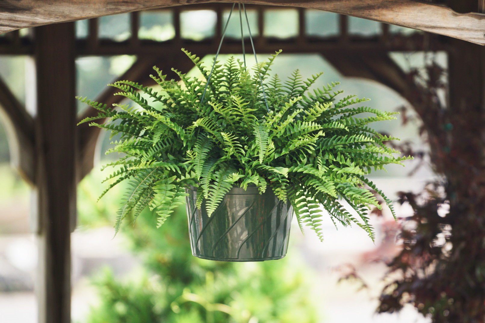 Garden Elements Live Classic Boston Fern Plant, 10in