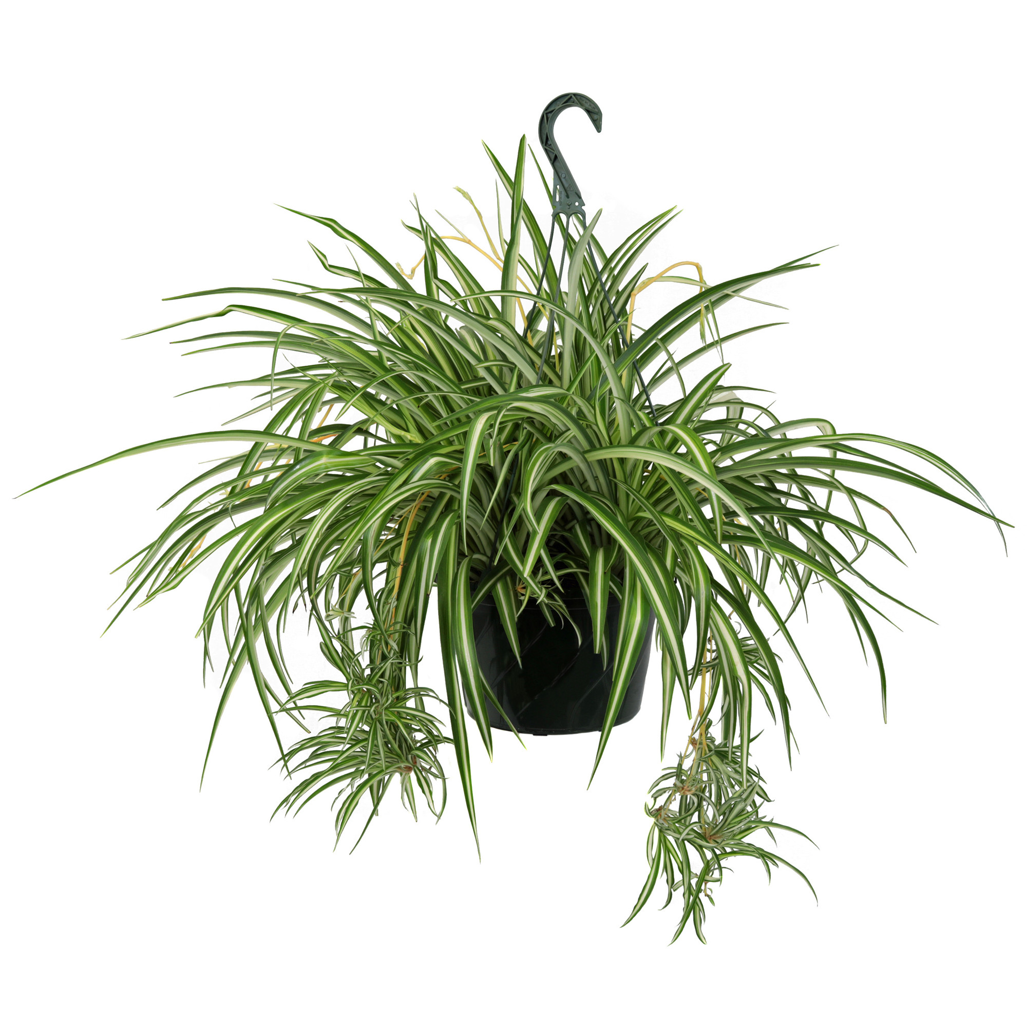 Garden Elements Live Spider Plant Hanging Basket, 10in