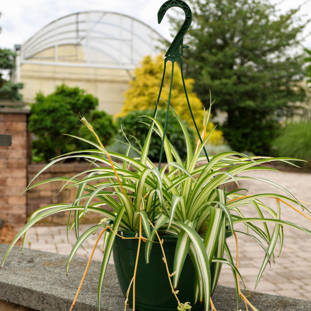 Garden Elements Live Spider Plant Hanging Basket, 10in